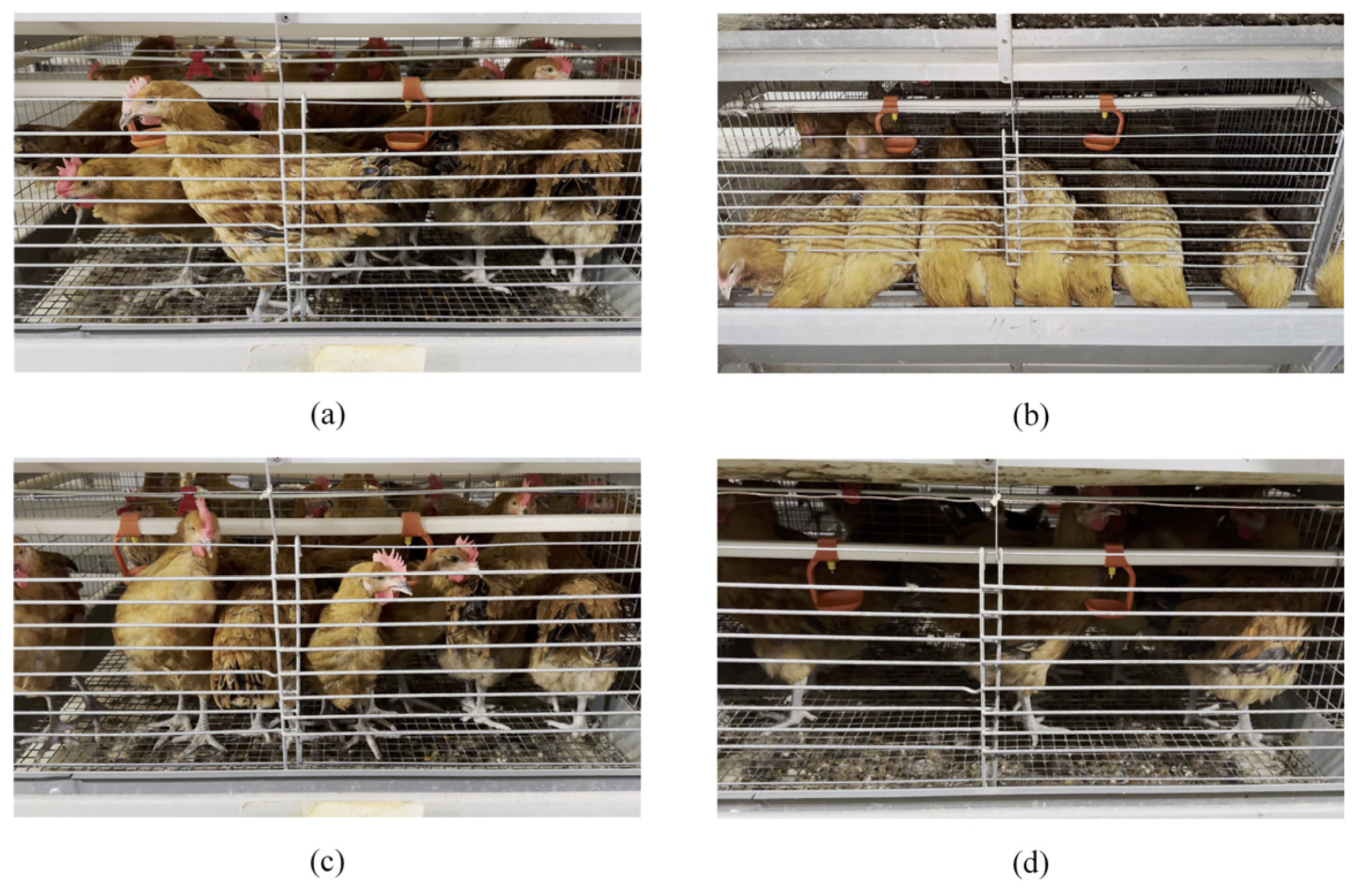 Animals 15 02669 g005 Animals 15 02669 g005