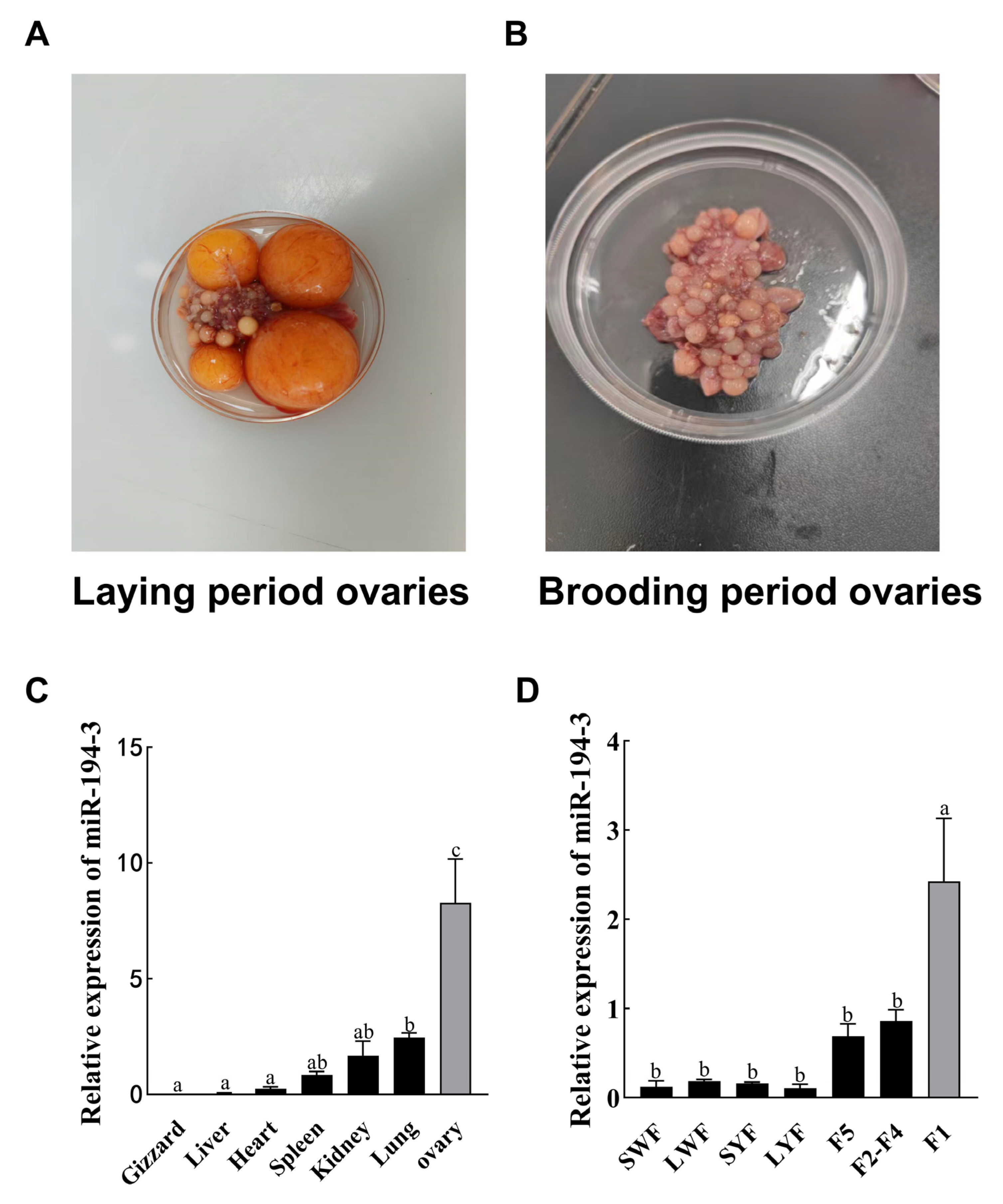 Animals 15 02676 g001
