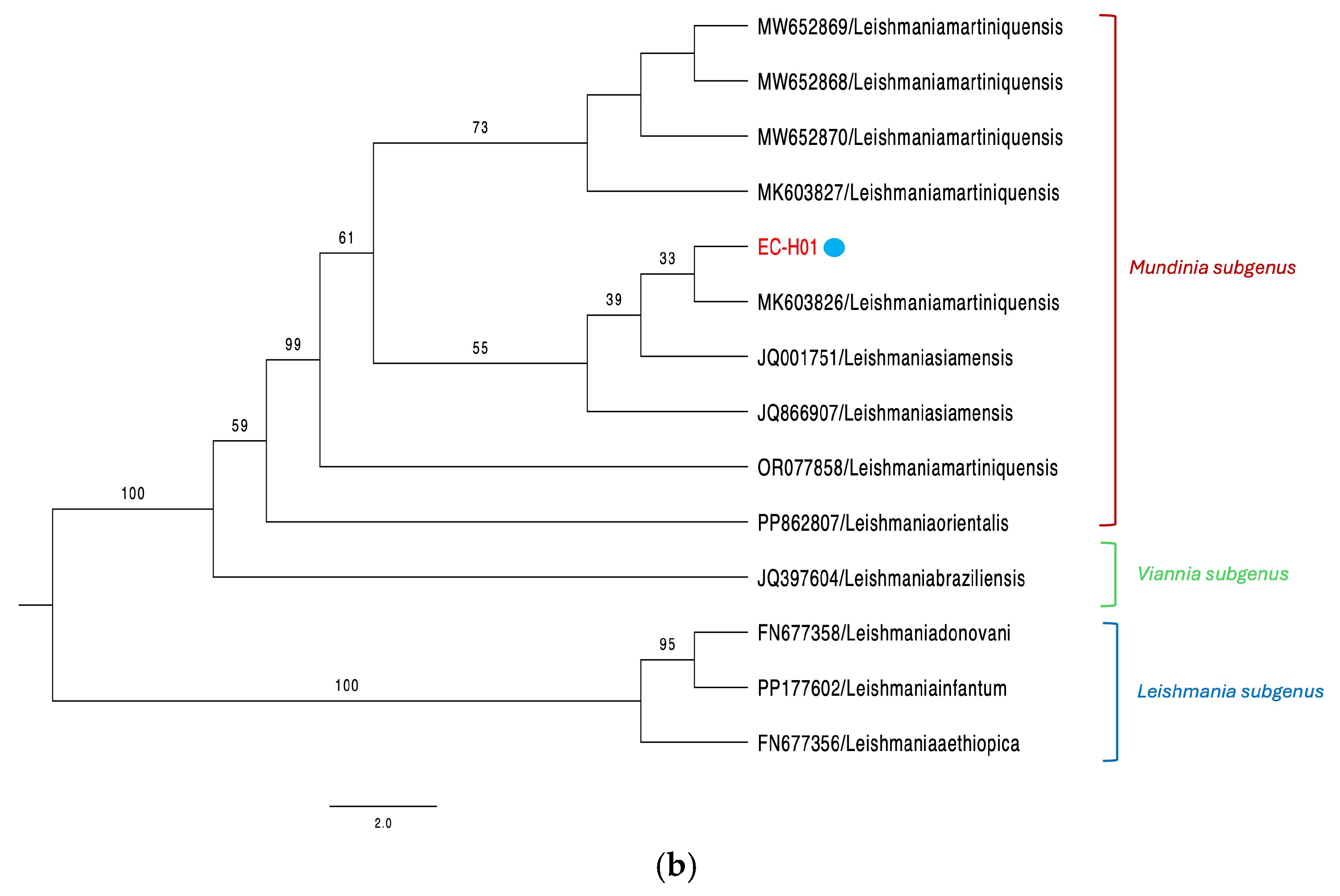 Animals 15 02677 g001b Animals 15 02677 g001b