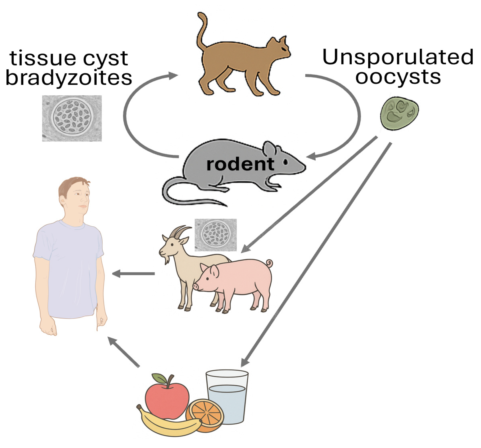 Animals 15 02681 g003 Animals 15 02681 g003