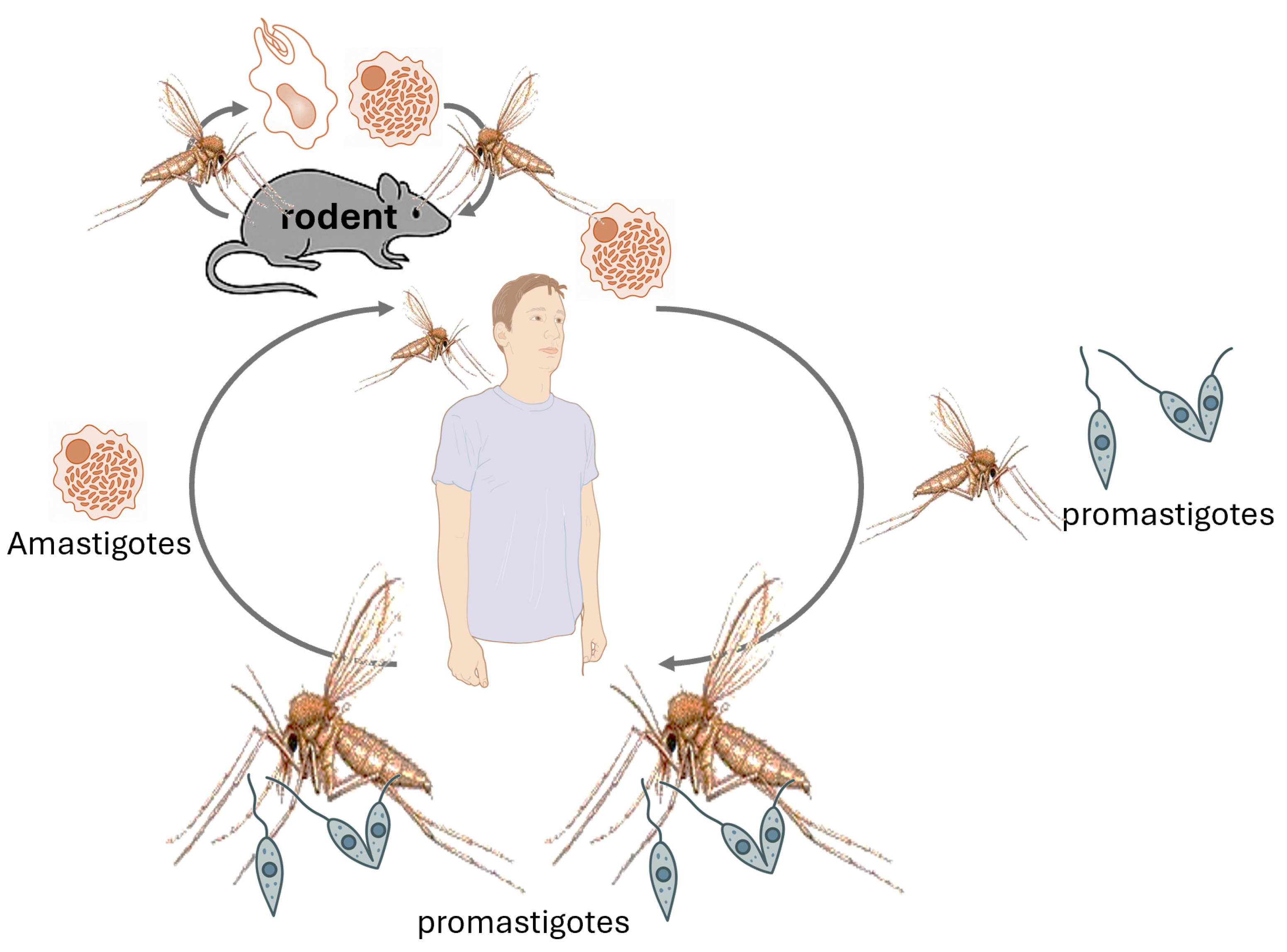 Animals 15 02681 g005 Animals 15 02681 g005