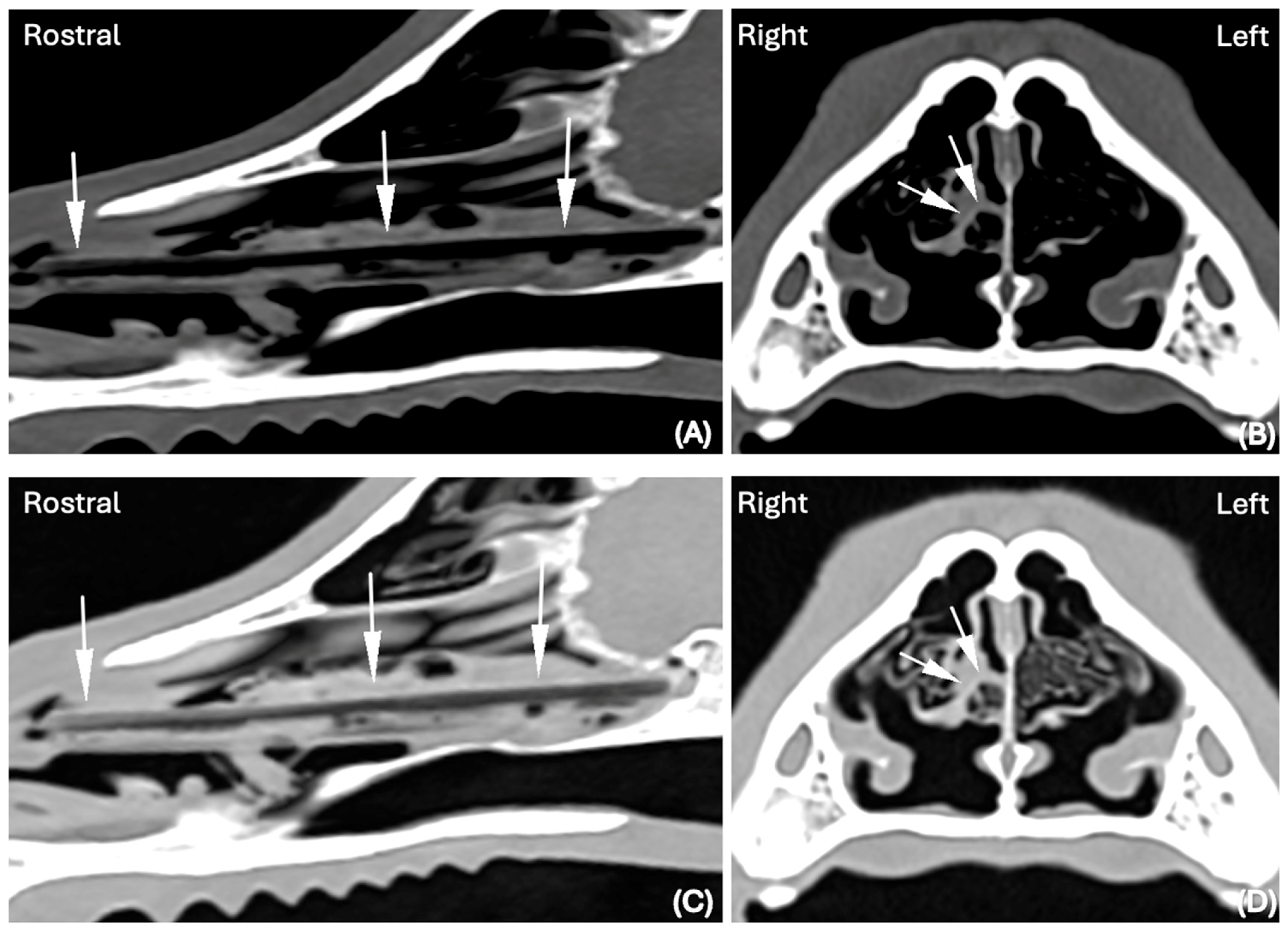 Animals 15 02684 g001