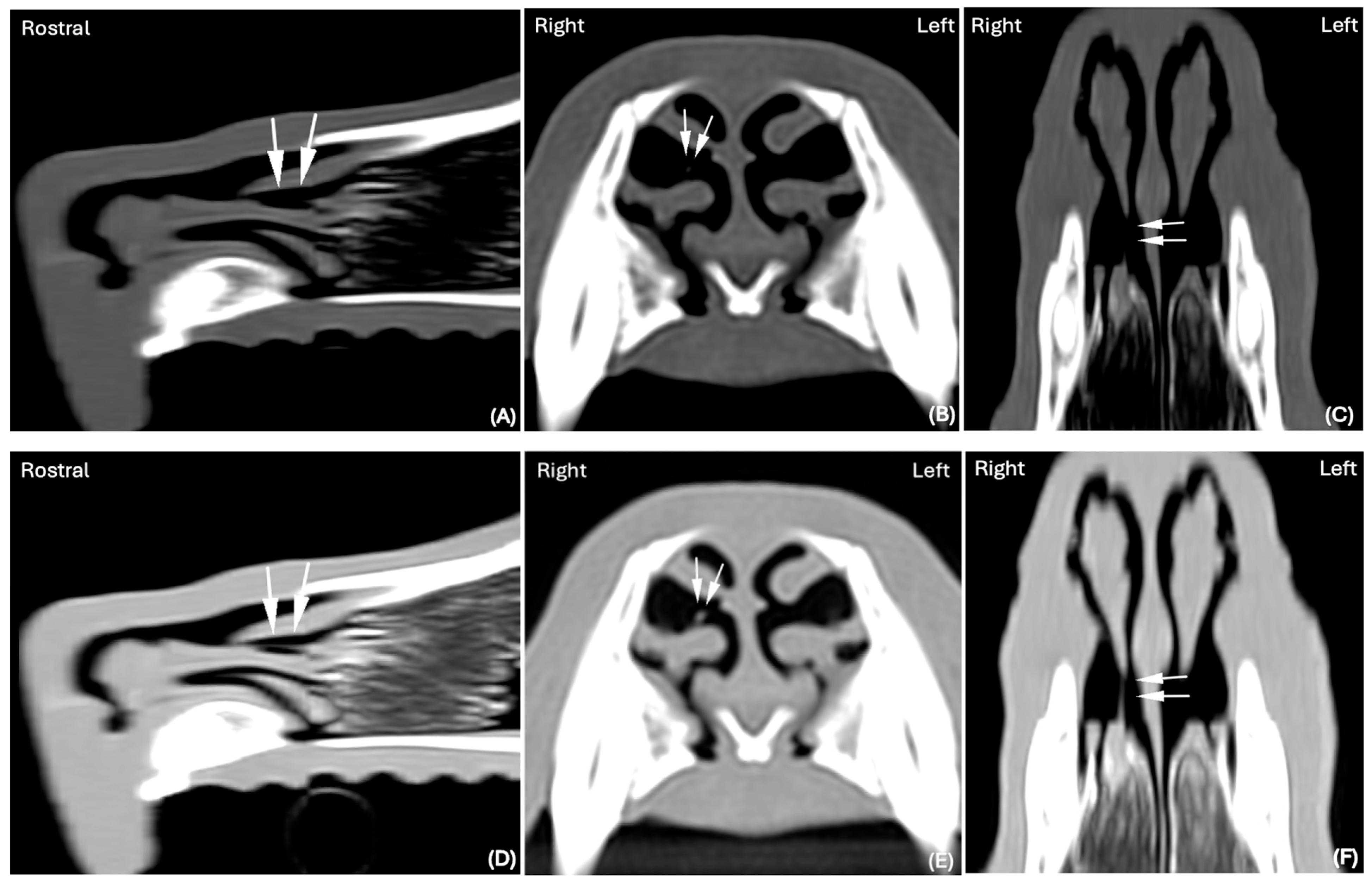 Animals 15 02684 g003