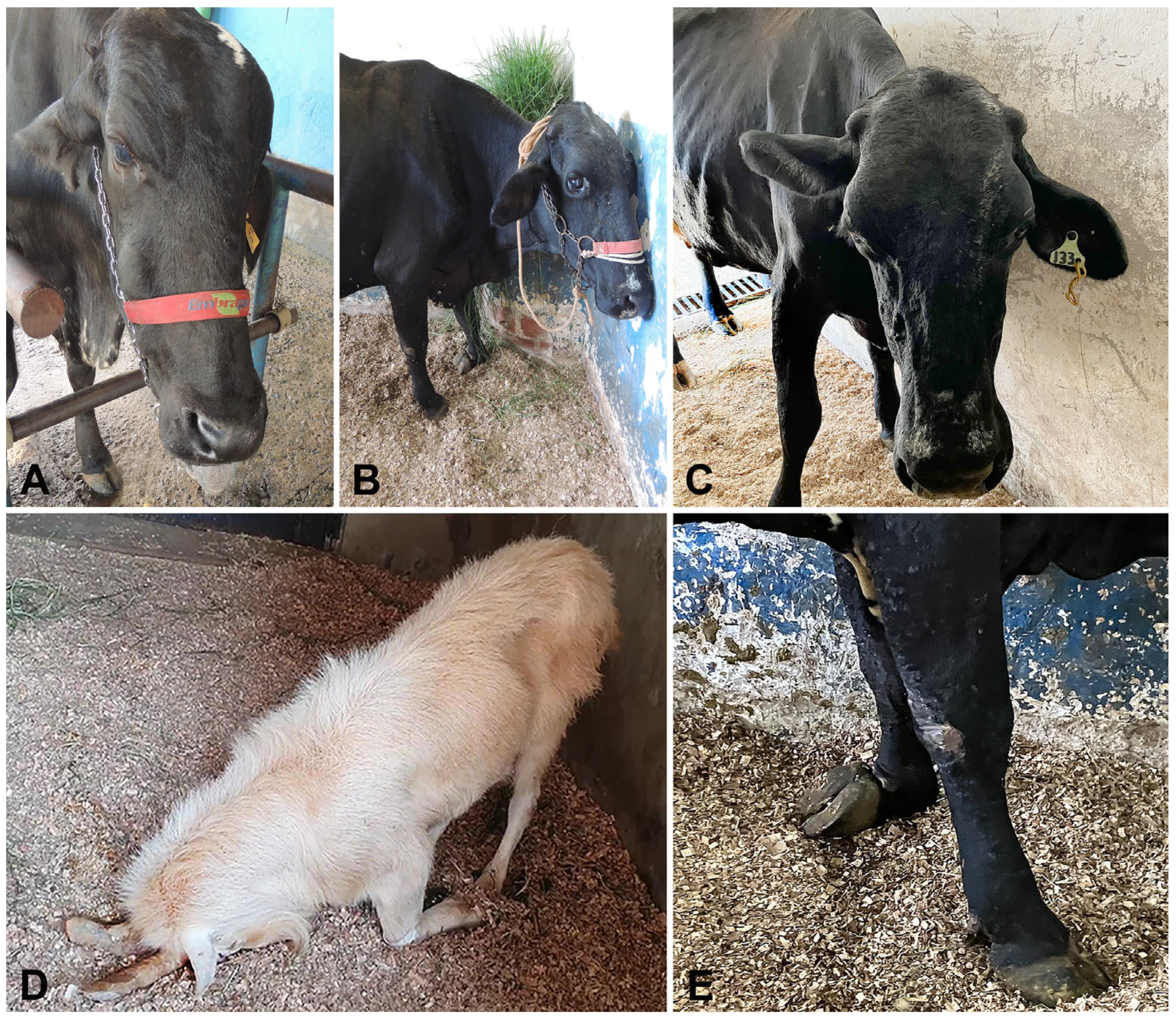 Animals 15 02692 g001