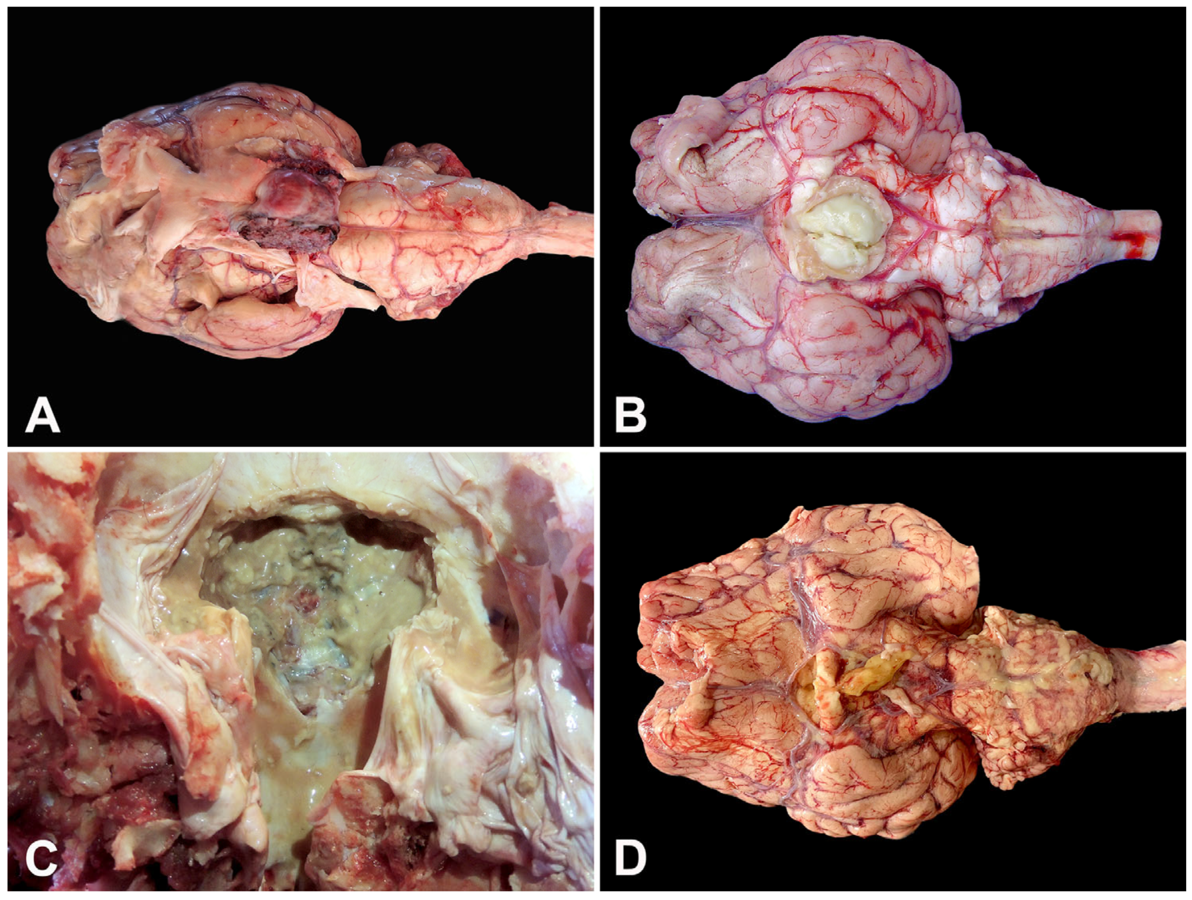 Animals 15 02692 g002