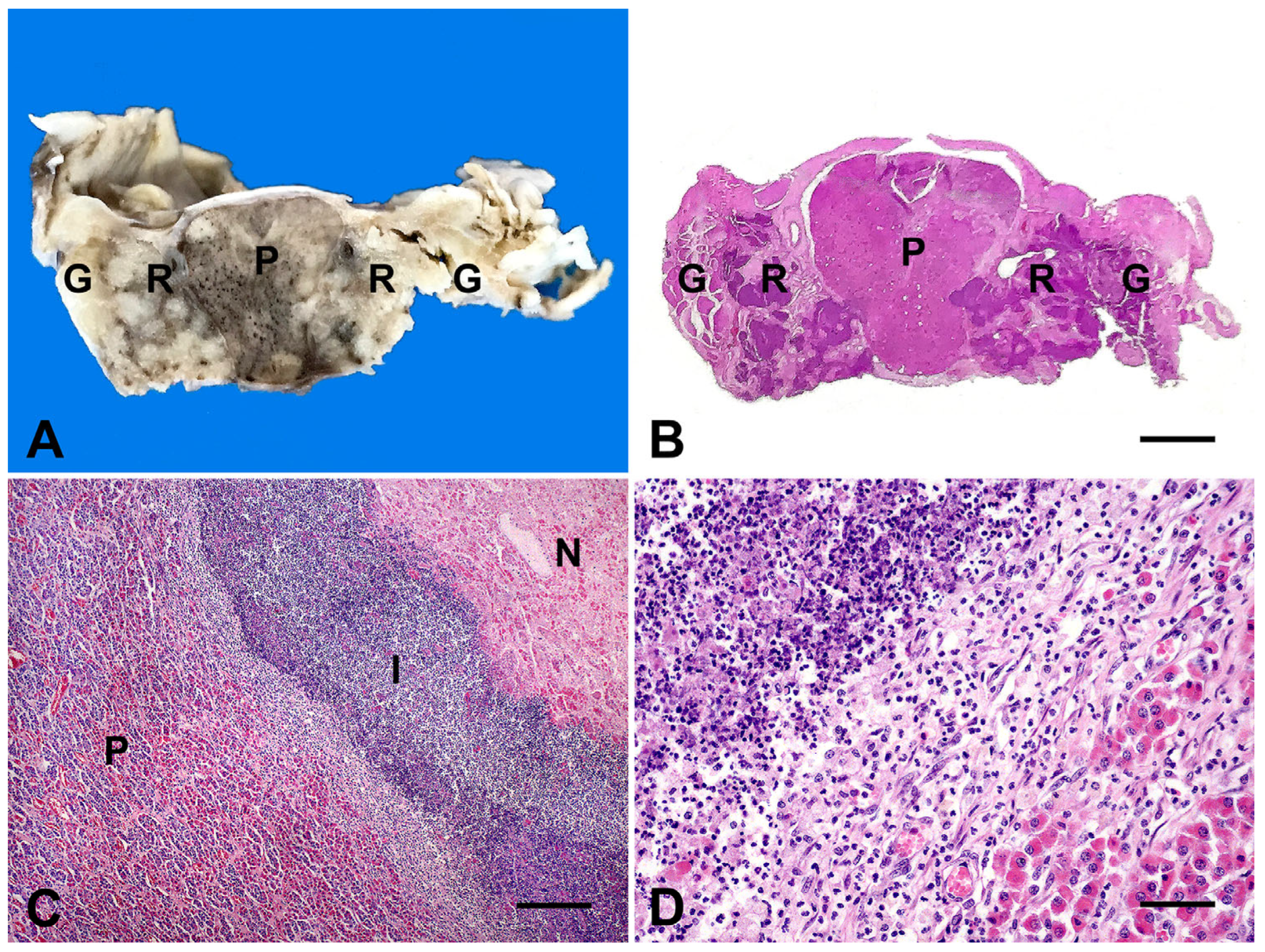 Animals 15 02692 g003