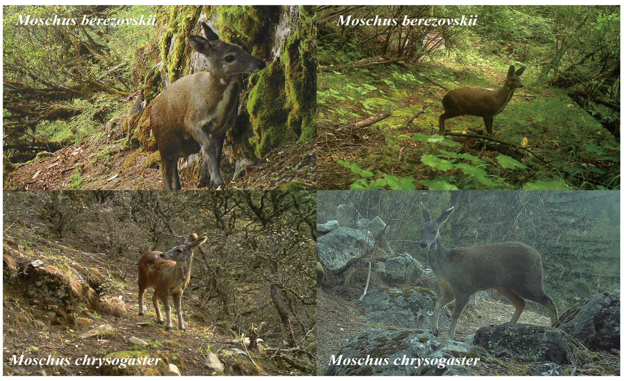 Animals 15 02701 g002 Animals 15 02701 g002