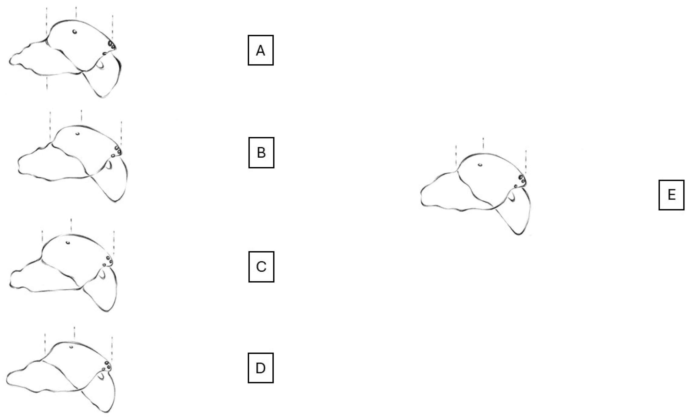 Animals 15 02707 g004