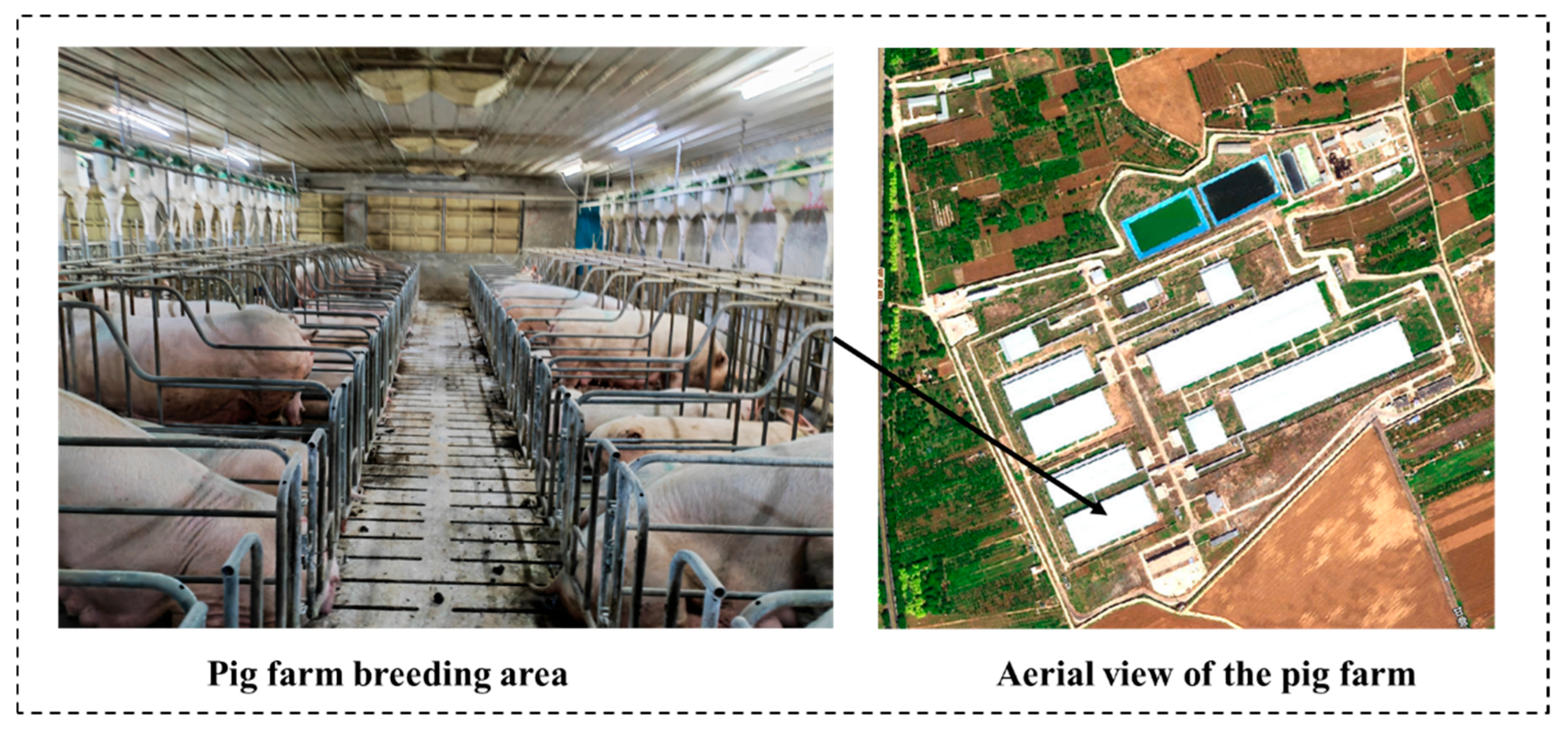 Animals 15 02709 g002