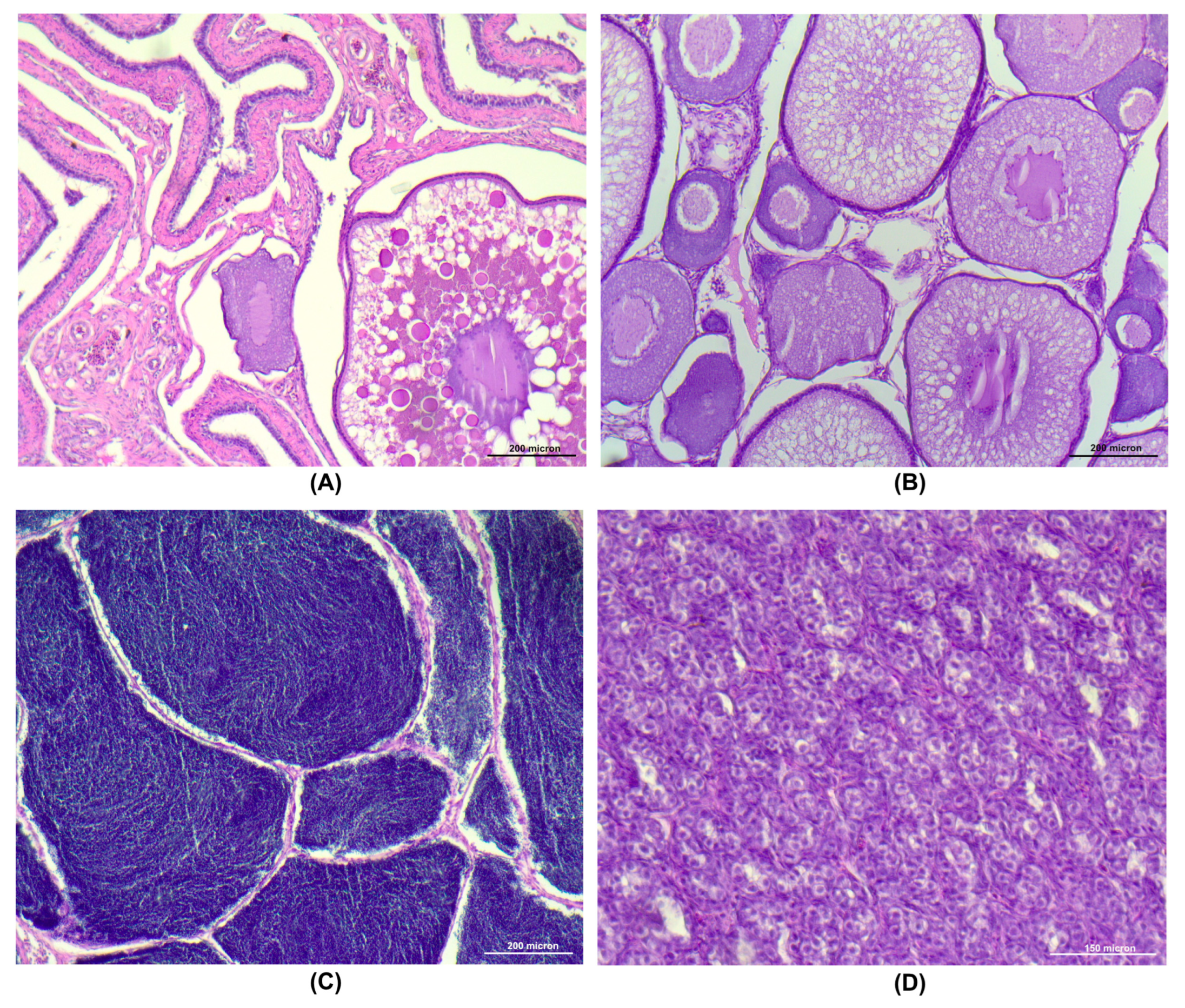 Animals 15 02710 g013 Animals 15 02710 g013