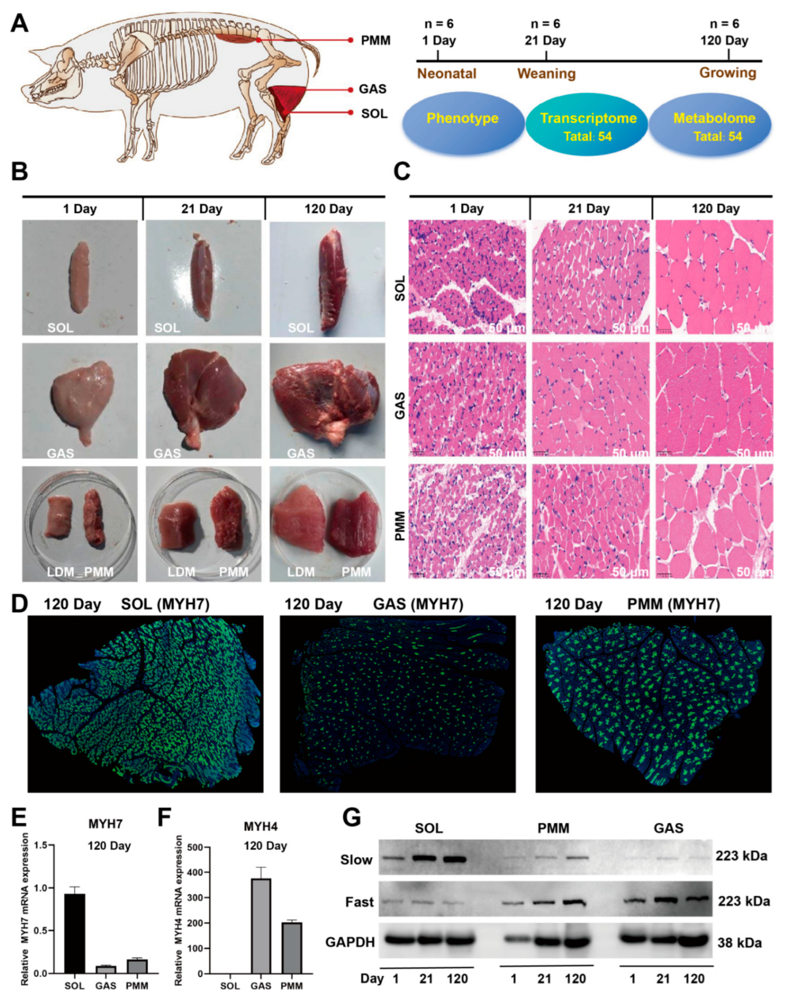 Animals 15 02715 g001