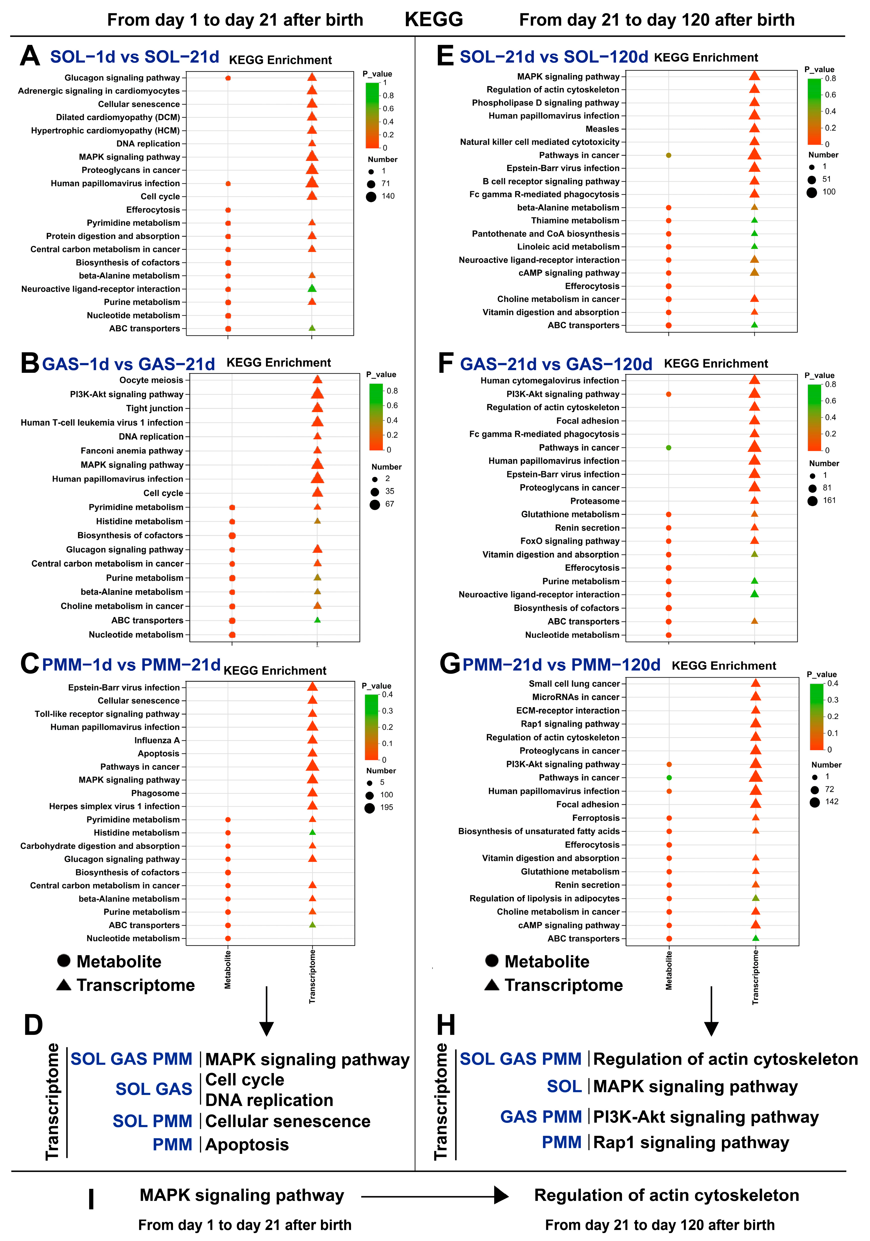 Animals 15 02715 g005