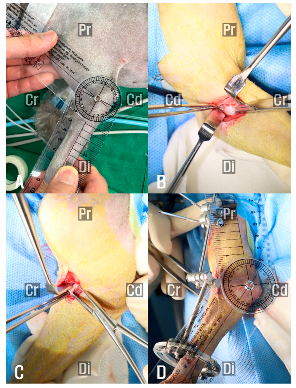 Animals 15 02717 g002