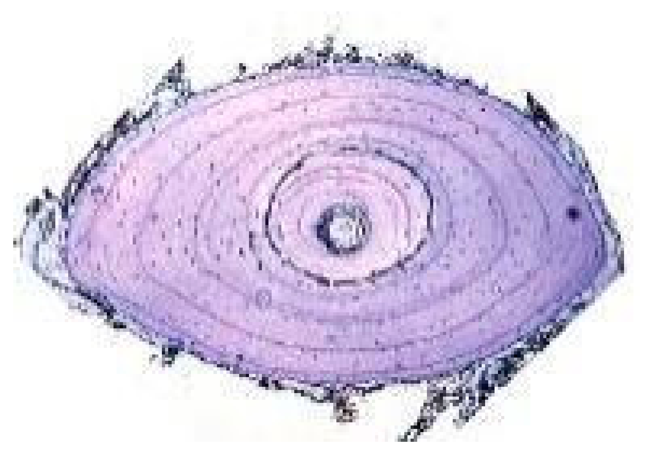 Animals 15 02722 i004