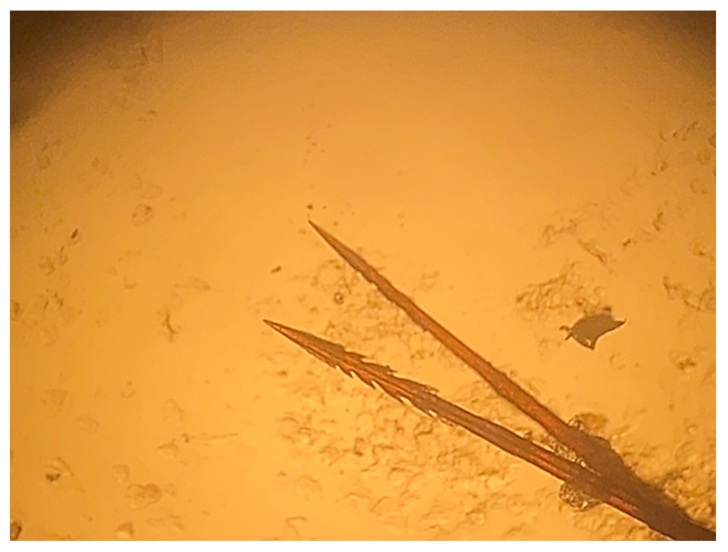 Animals 15 02727 g003 Animals 15 02727 g003