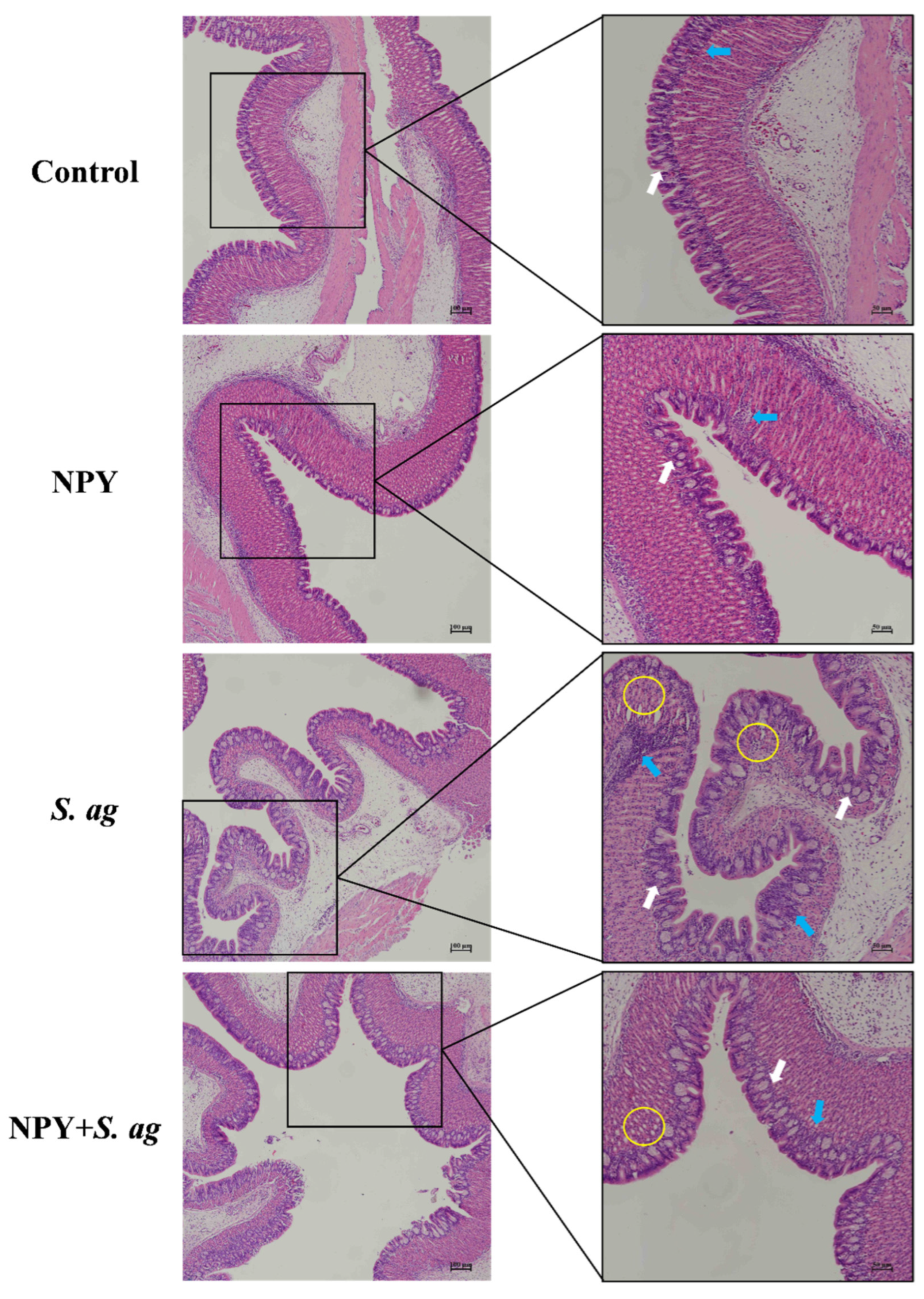 Animals 15 02730 g004 Animals 15 02730 g004