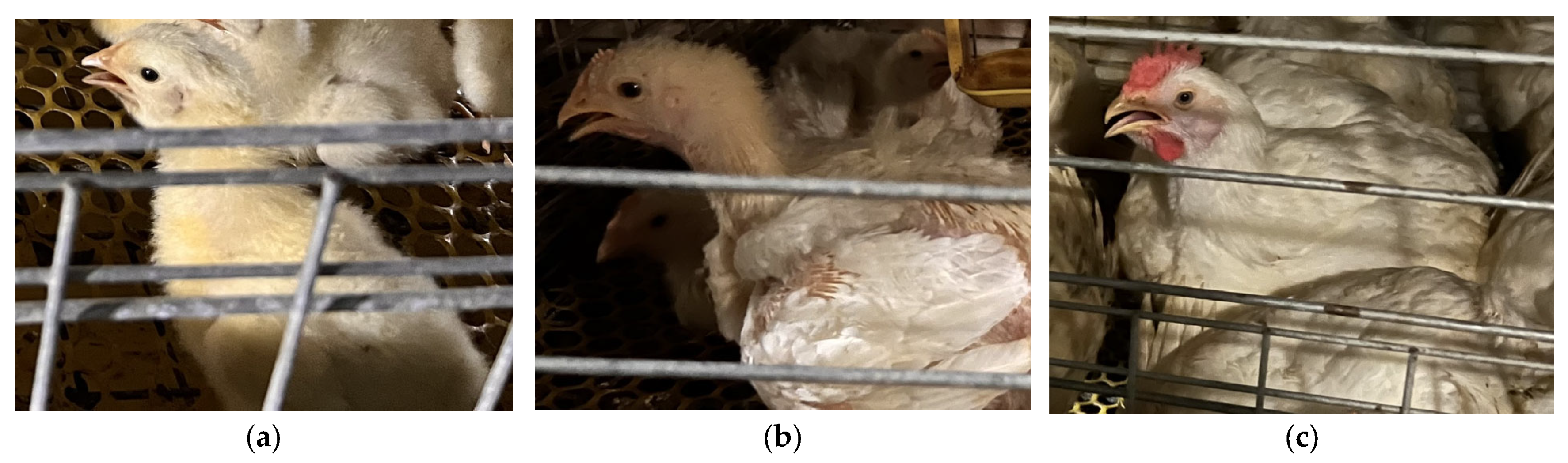 Animals 15 02732 g001