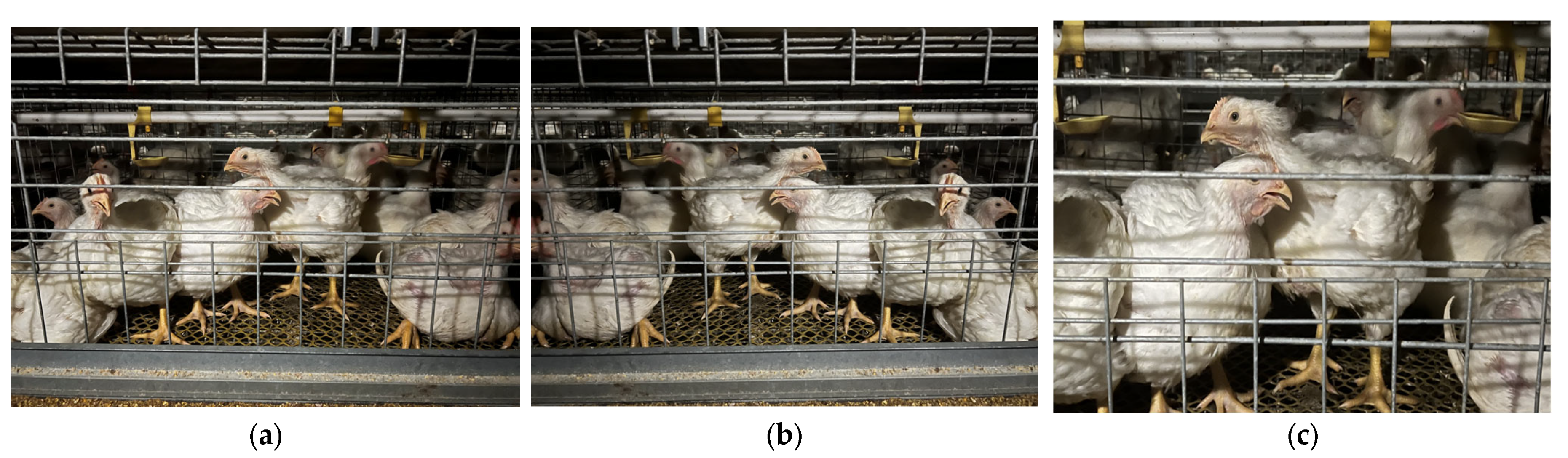 Animals 15 02732 g002