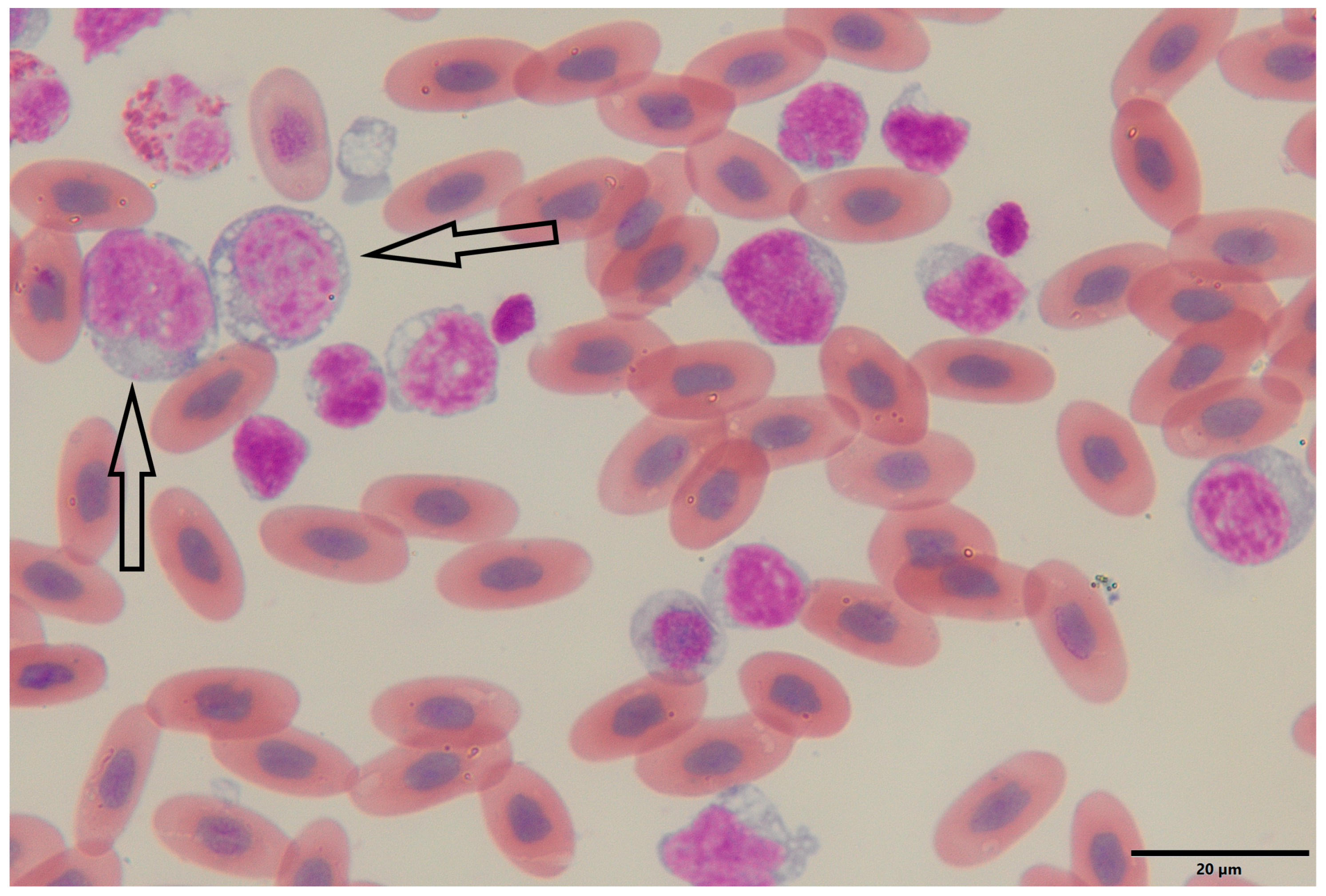 Animals 15 02736 g001