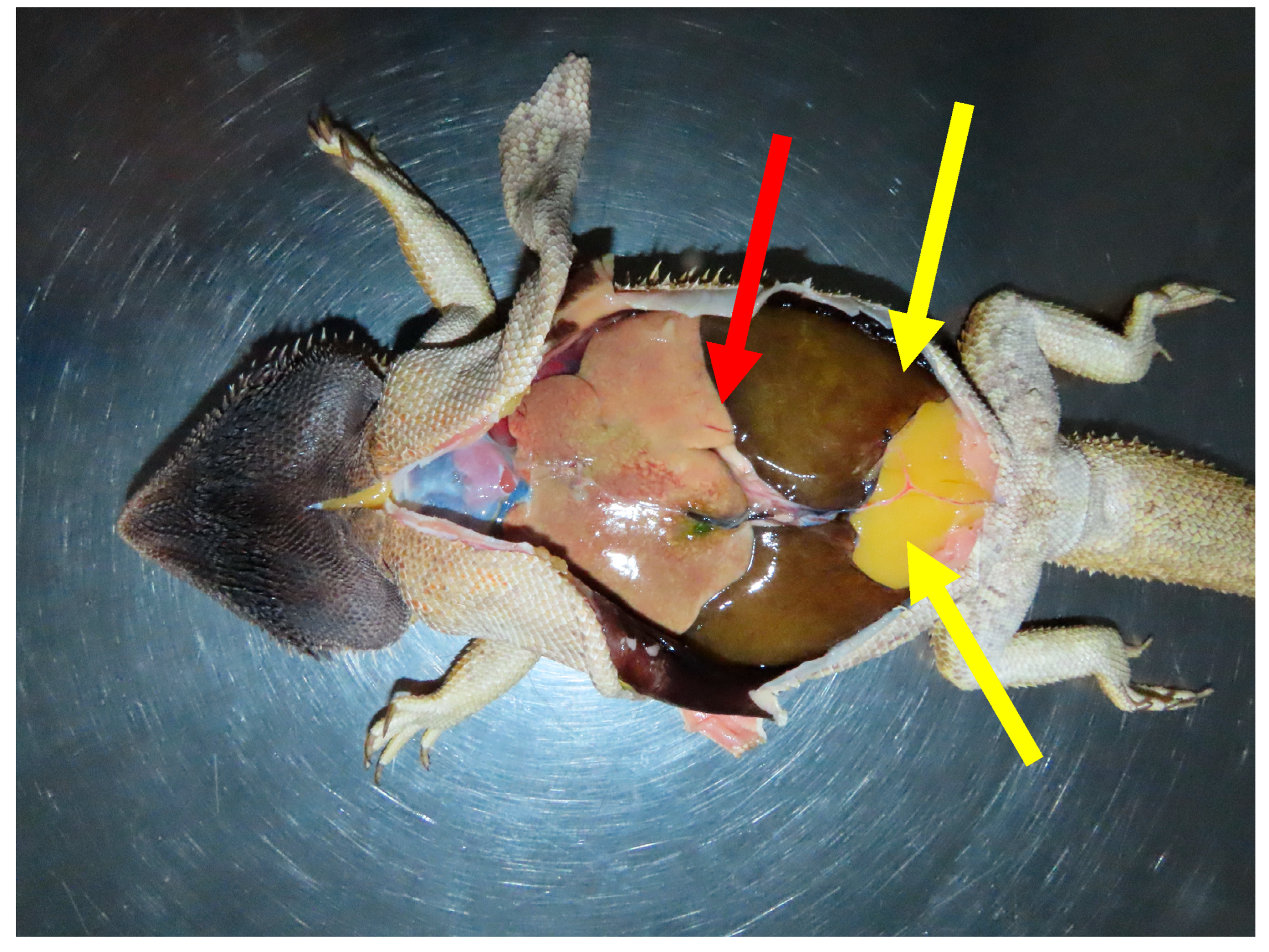 Animals 15 02736 g003