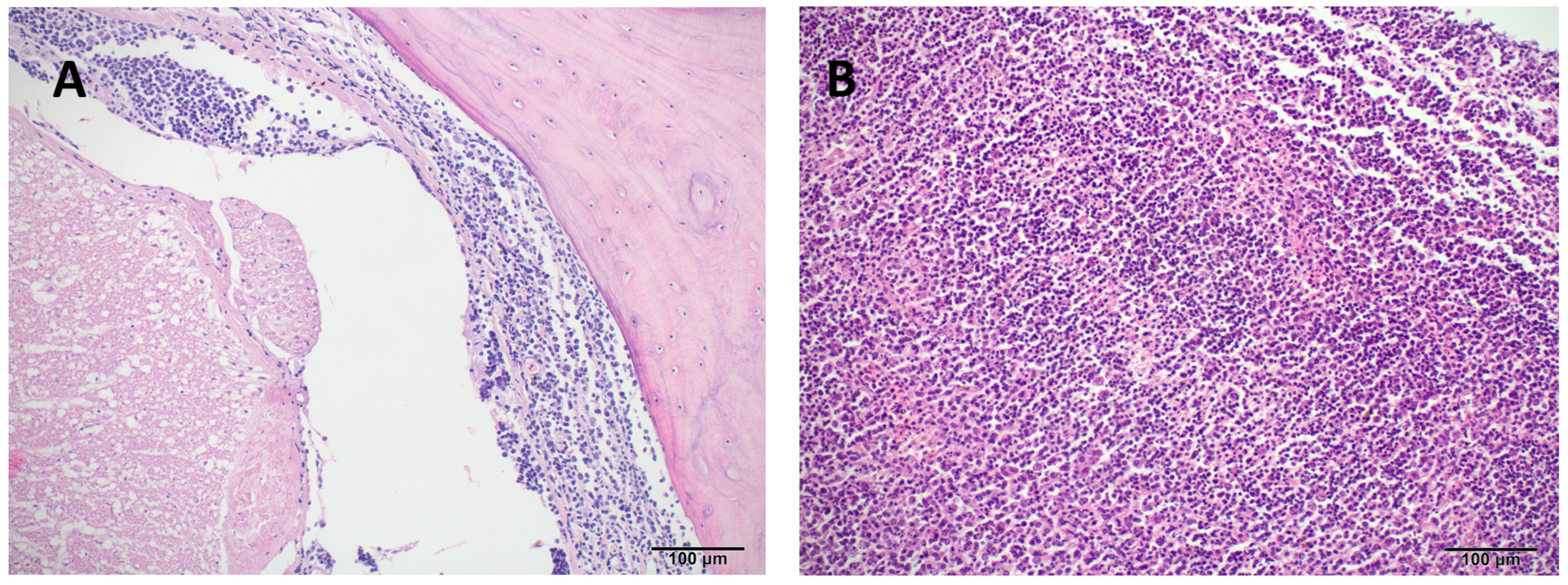 Animals 15 02736 g004