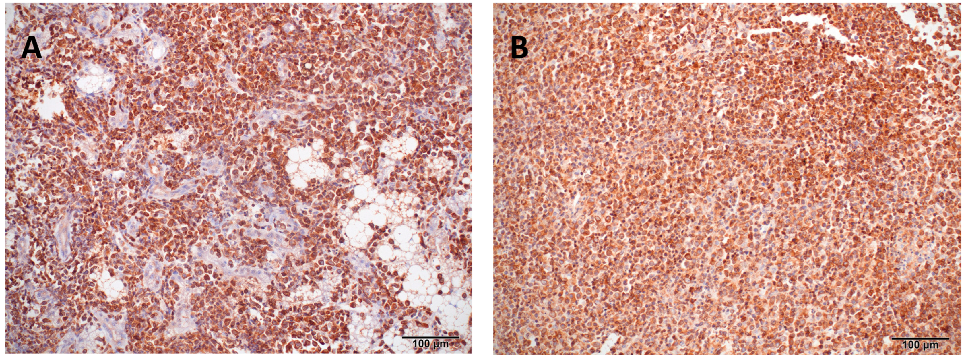 Animals 15 02736 g005