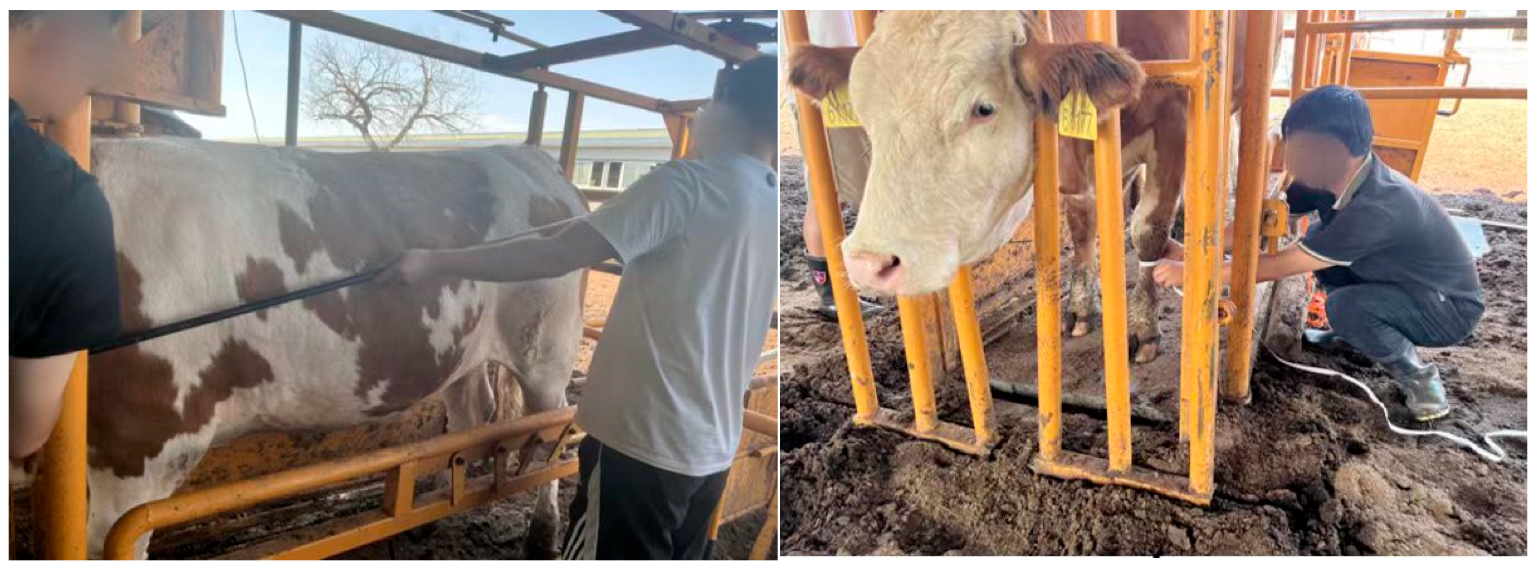 Animals 15 02738 g009