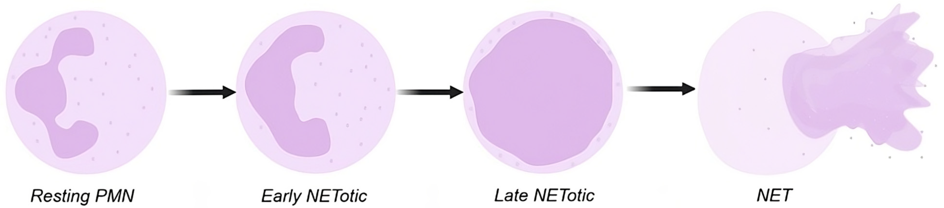 Animals 15 02742 g001 Animals 15 02742 g001