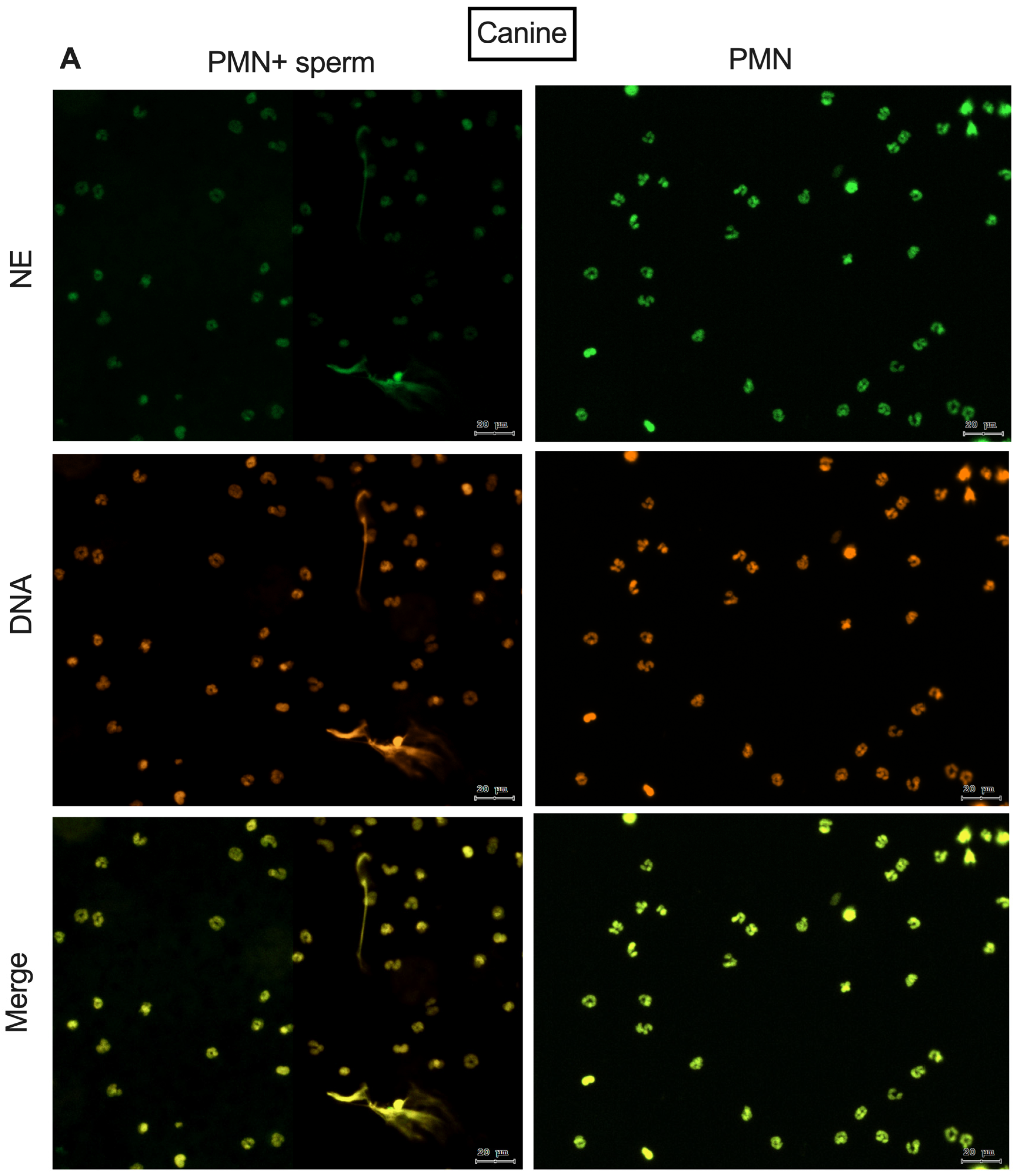 Animals 15 02742 g002a Animals 15 02742 g002a