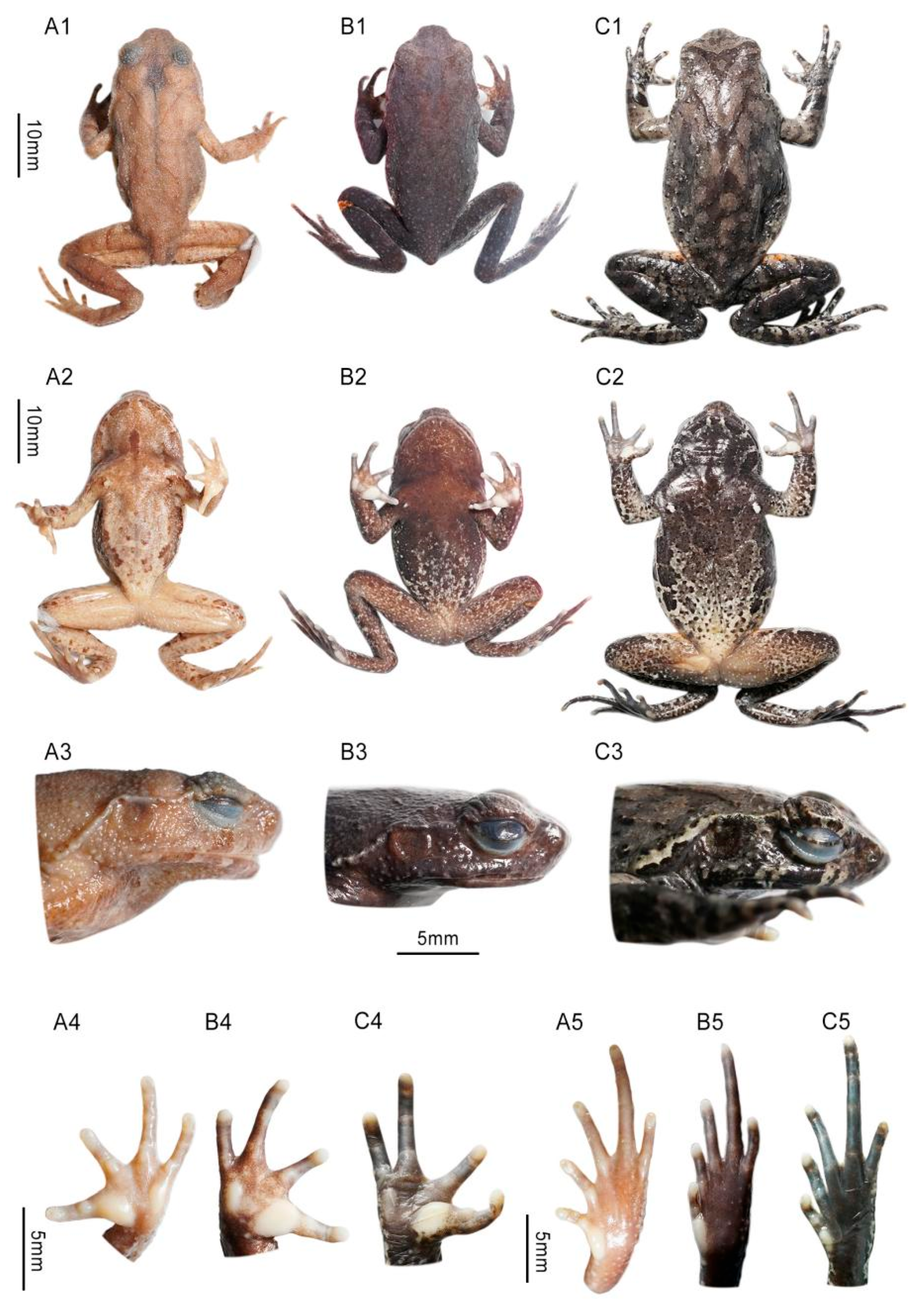 Animals 15 02745 g003