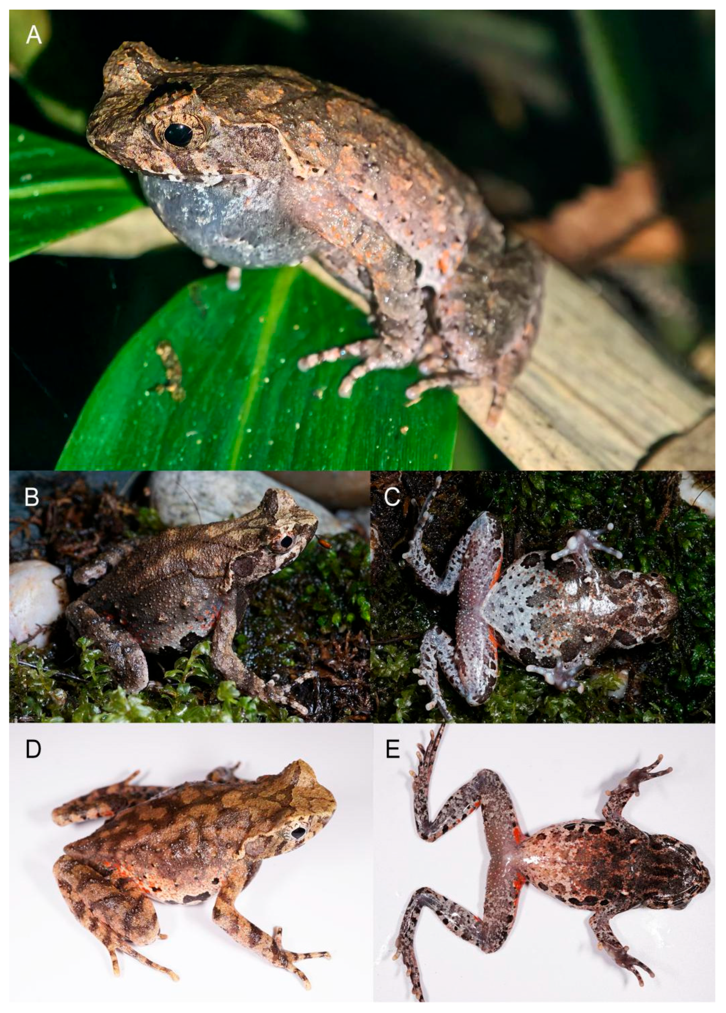 Animals 15 02745 g007