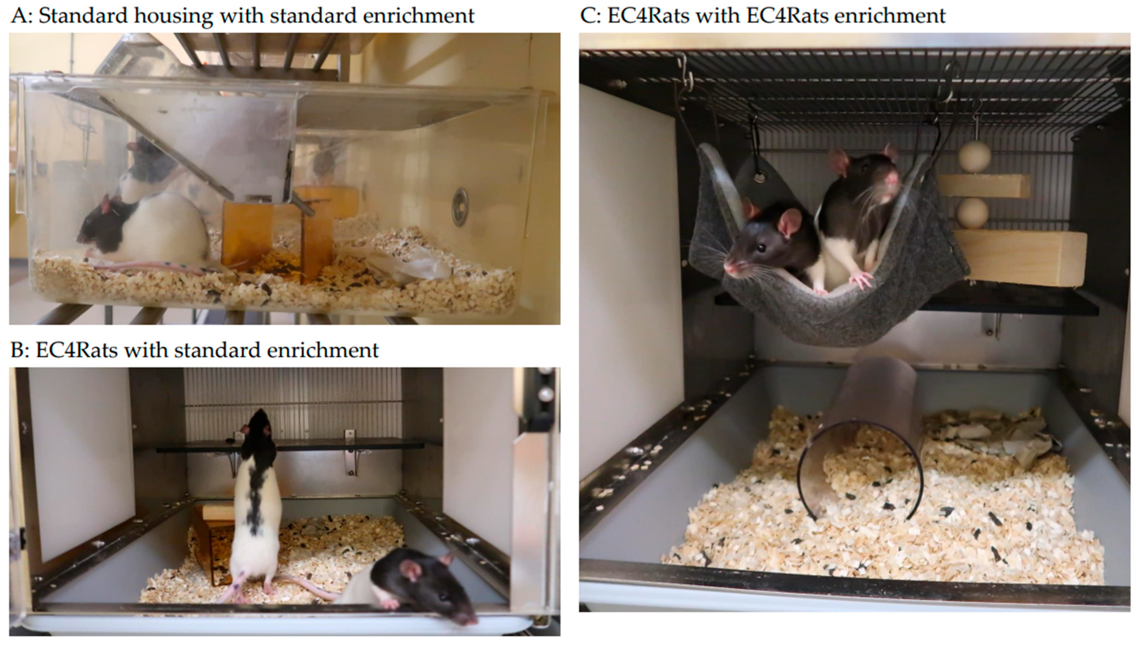 Animals 15 02757 g001 Animals 15 02757 g001