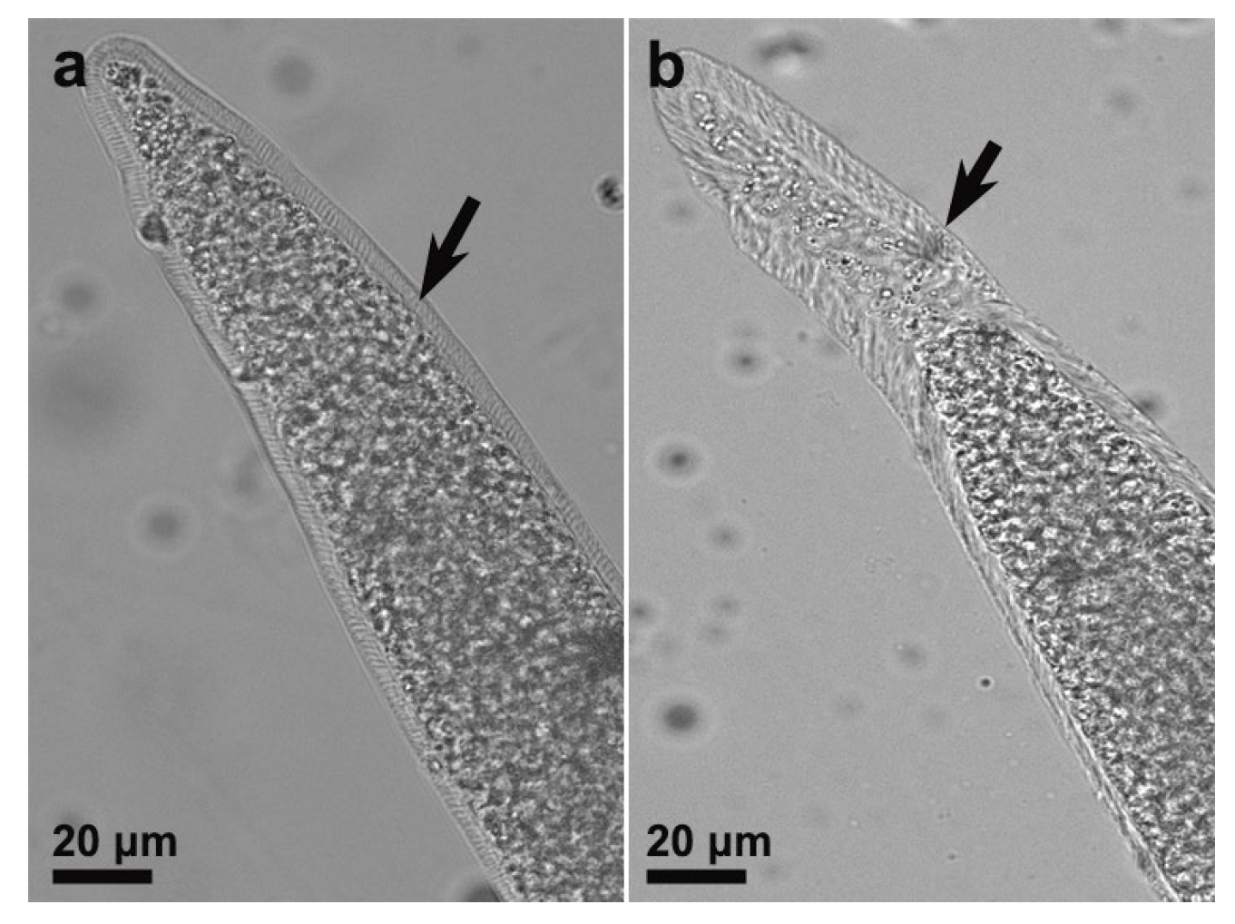 Animals 15 02763 g001 Animals 15 02763 g001