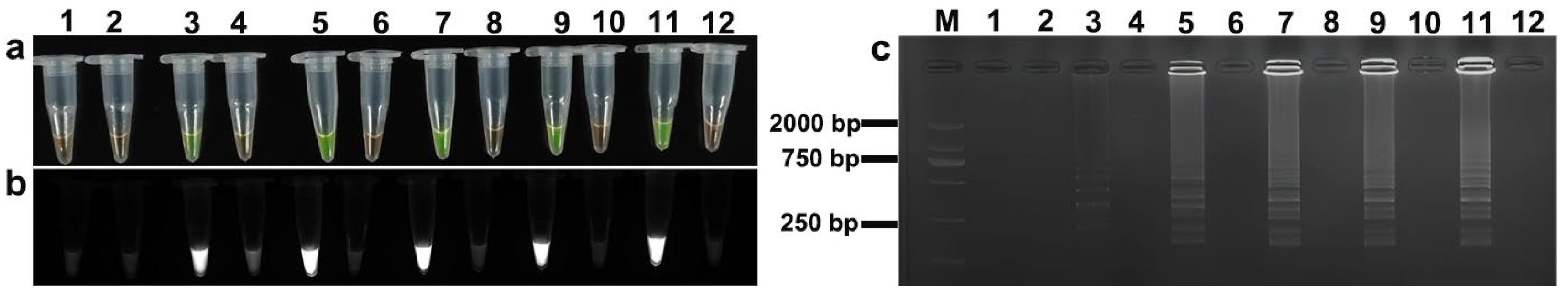 Animals 15 02763 g004 Animals 15 02763 g004