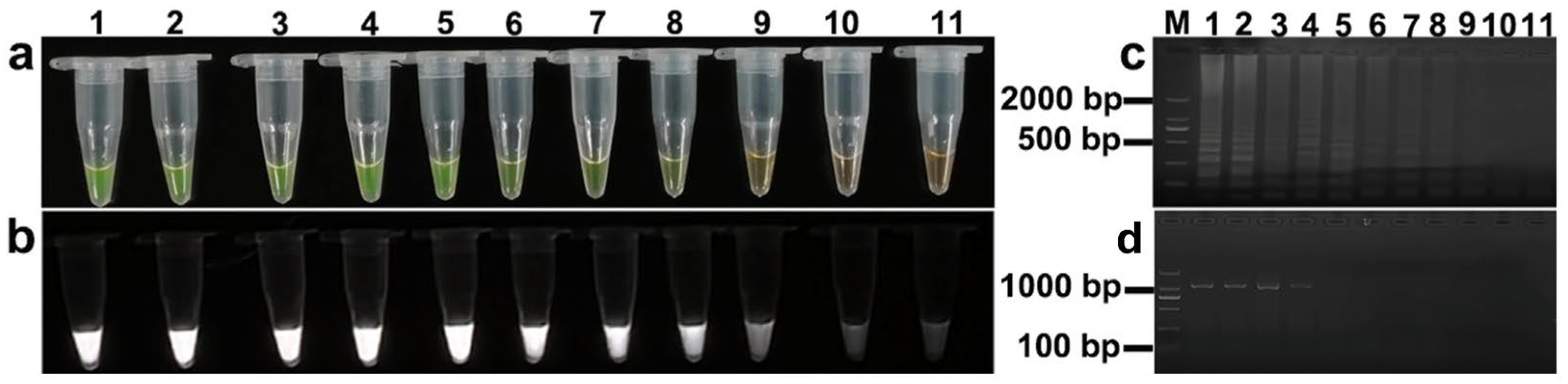 Animals 15 02763 g009 Animals 15 02763 g009