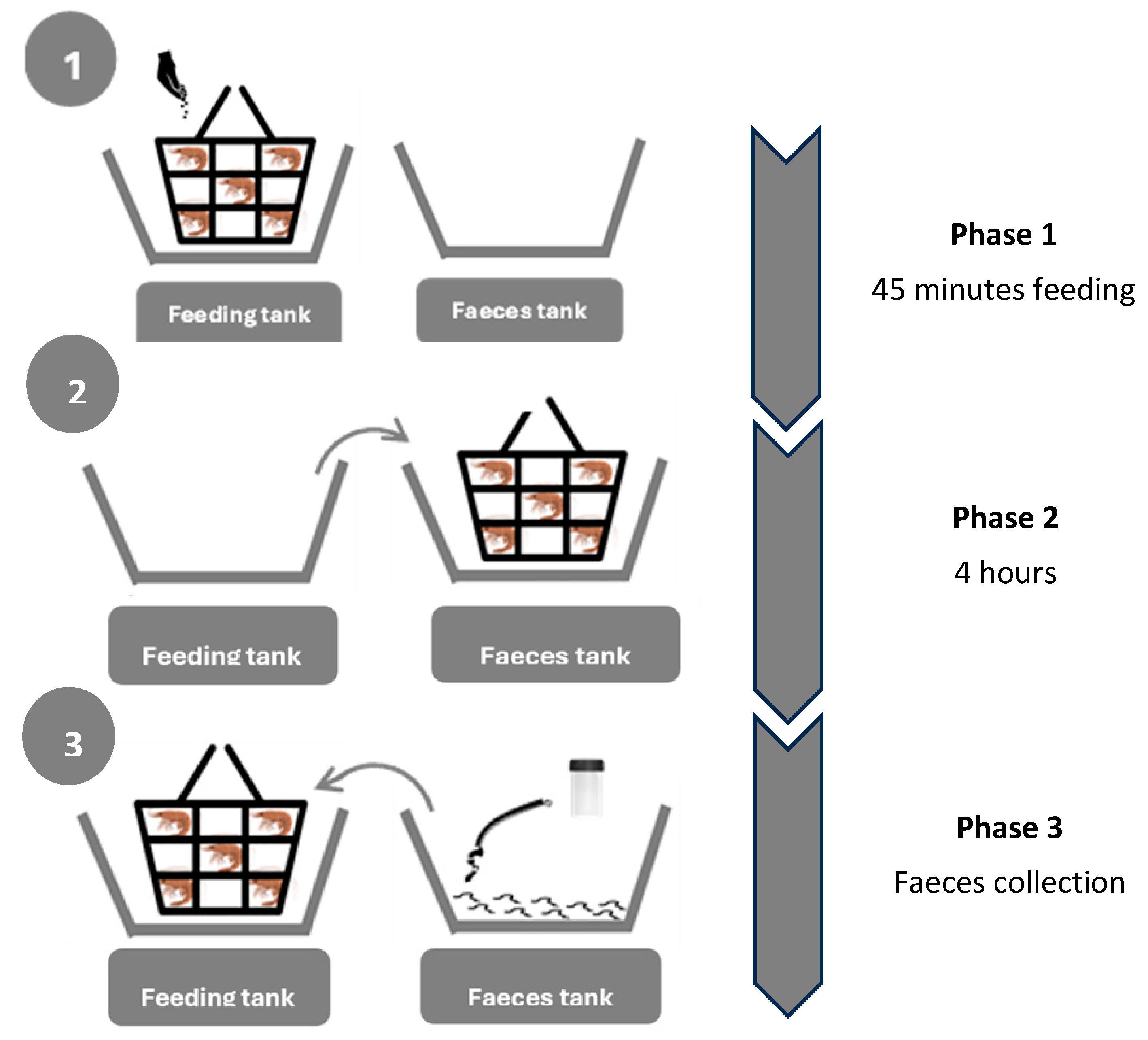 Animals 15 02769 g001 Animals 15 02769 g001