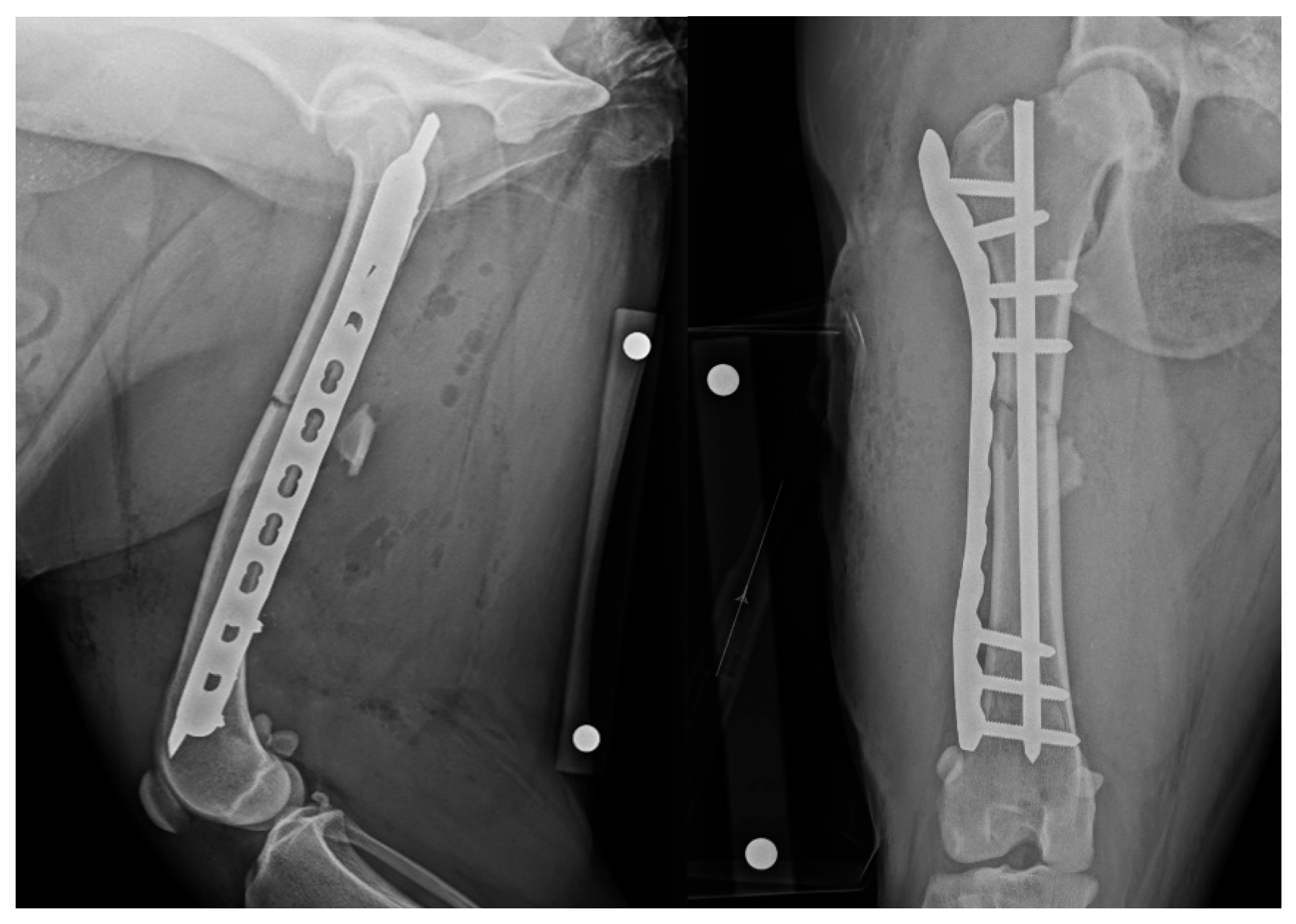 Animals 15 02777 g002