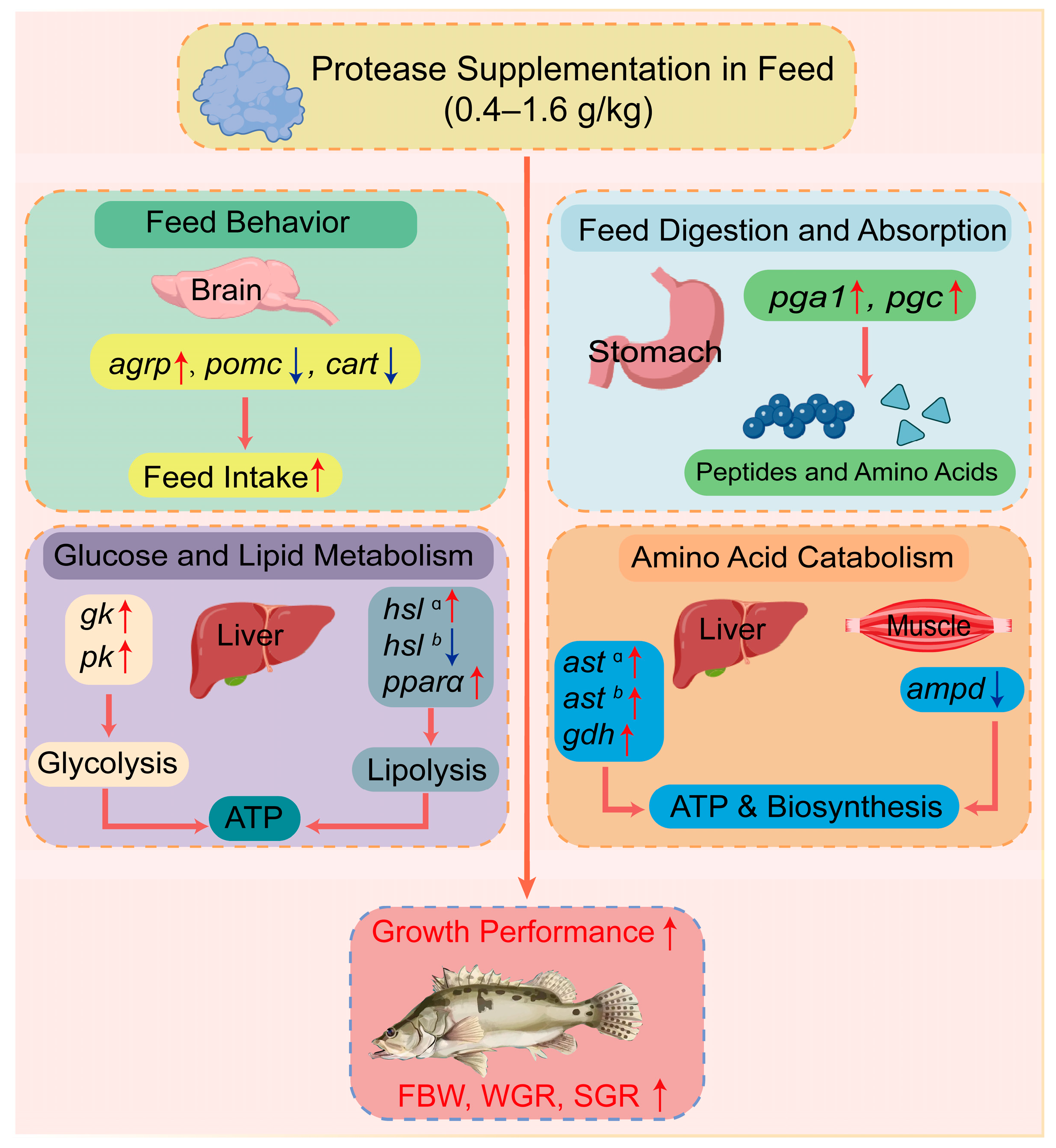 Animals 15 02809 g008 Animals 15 02809 g008