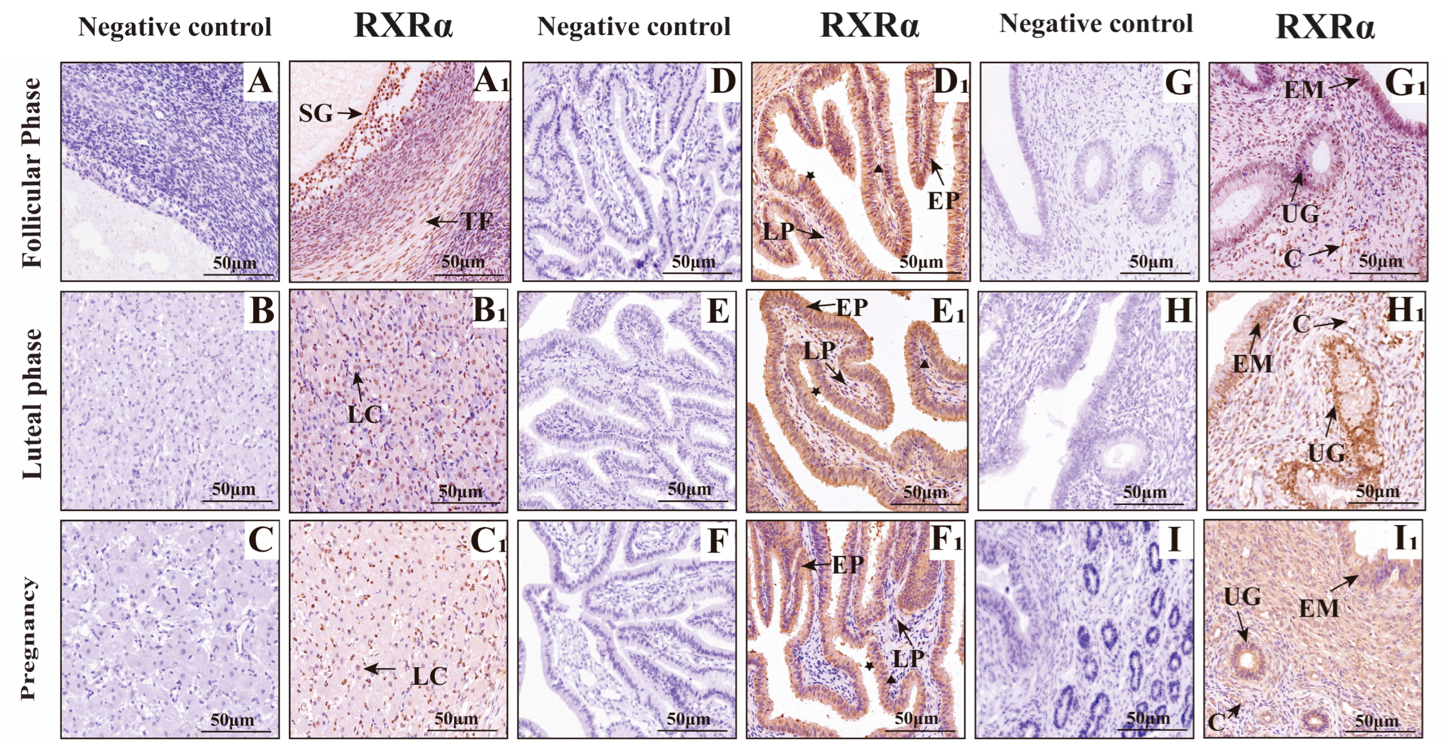 Animals 15 02814 g007 Animals 15 02814 g007