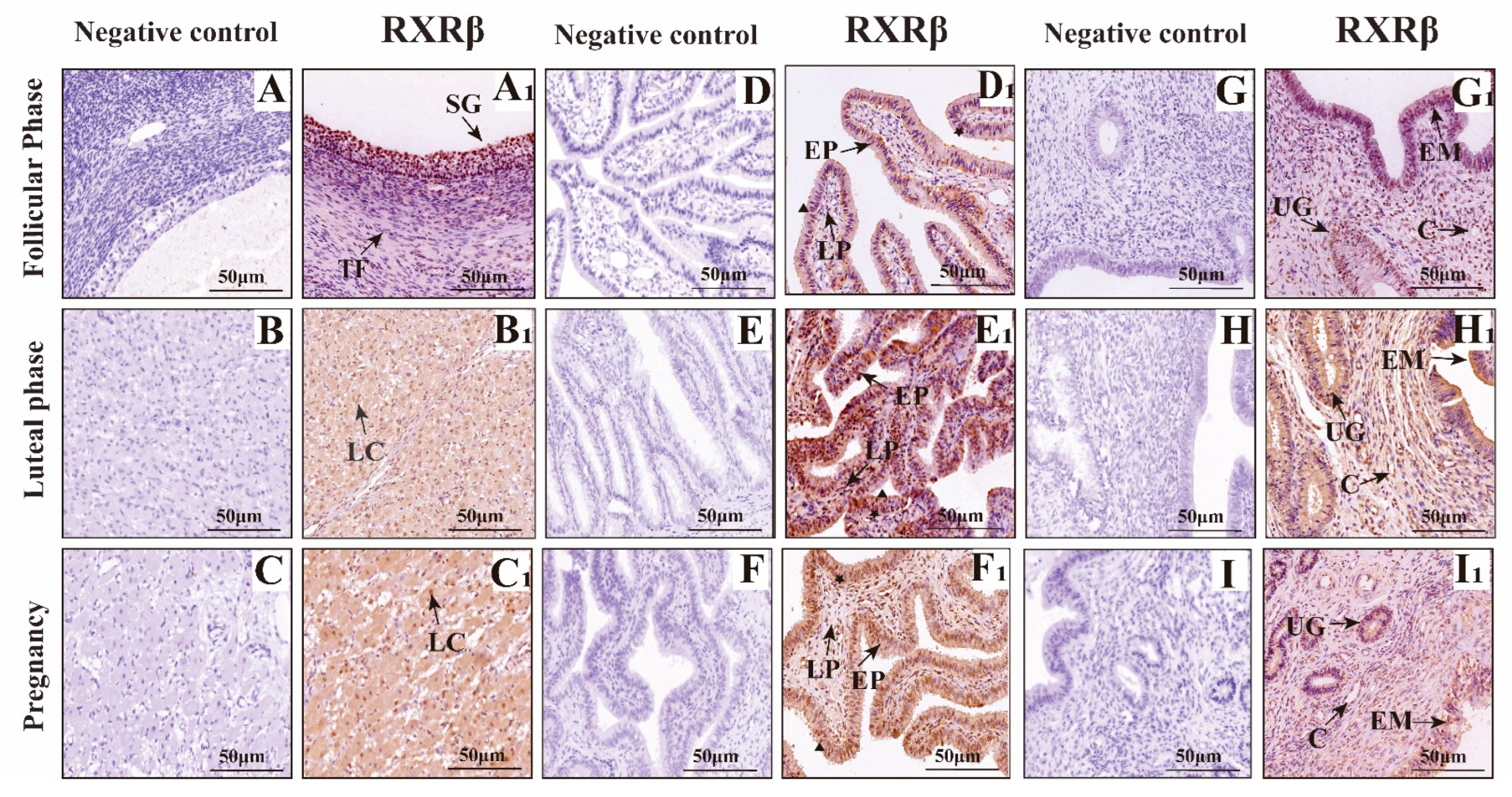 Animals 15 02814 g008 Animals 15 02814 g008