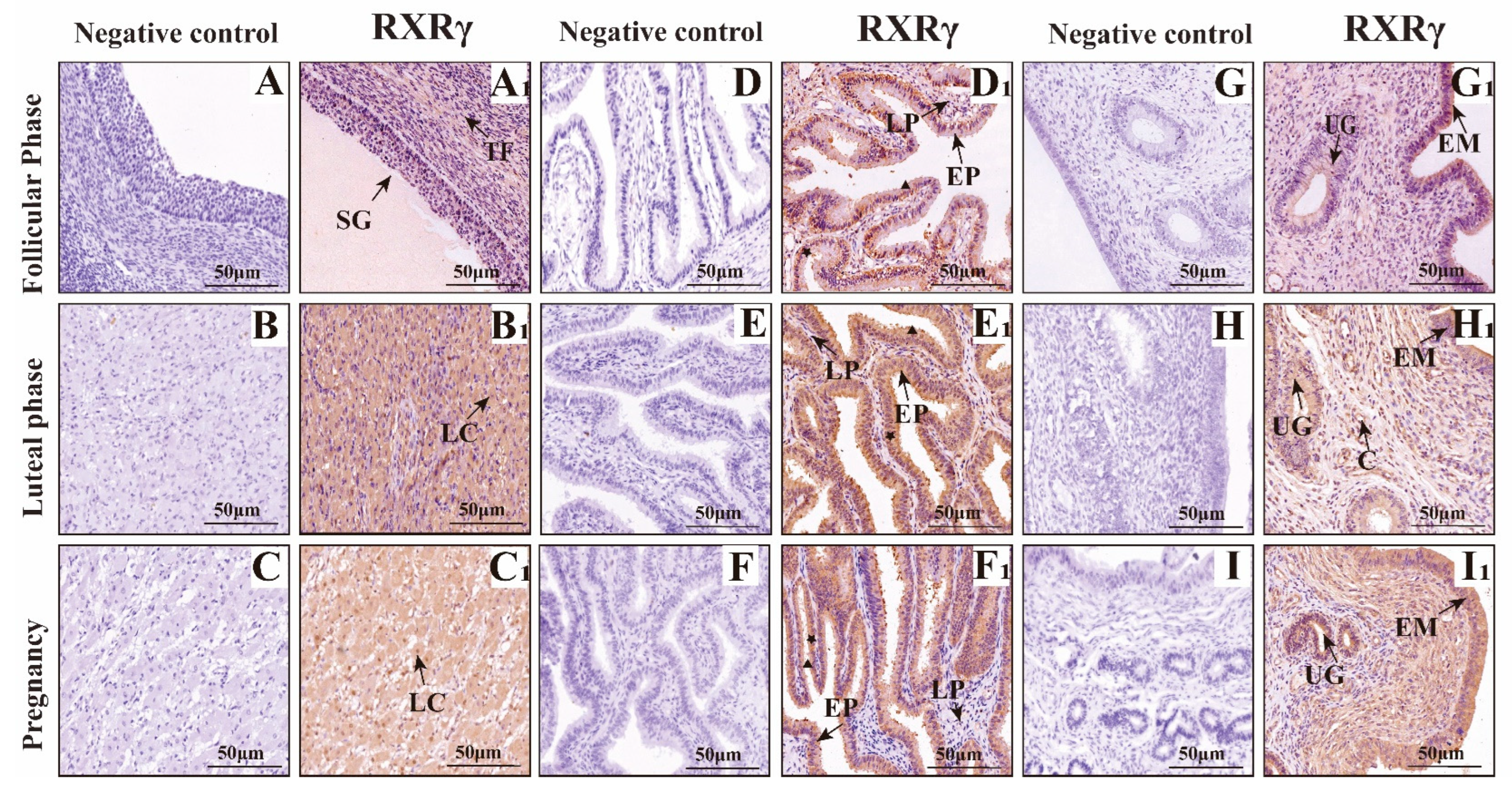 Animals 15 02814 g009 Animals 15 02814 g009