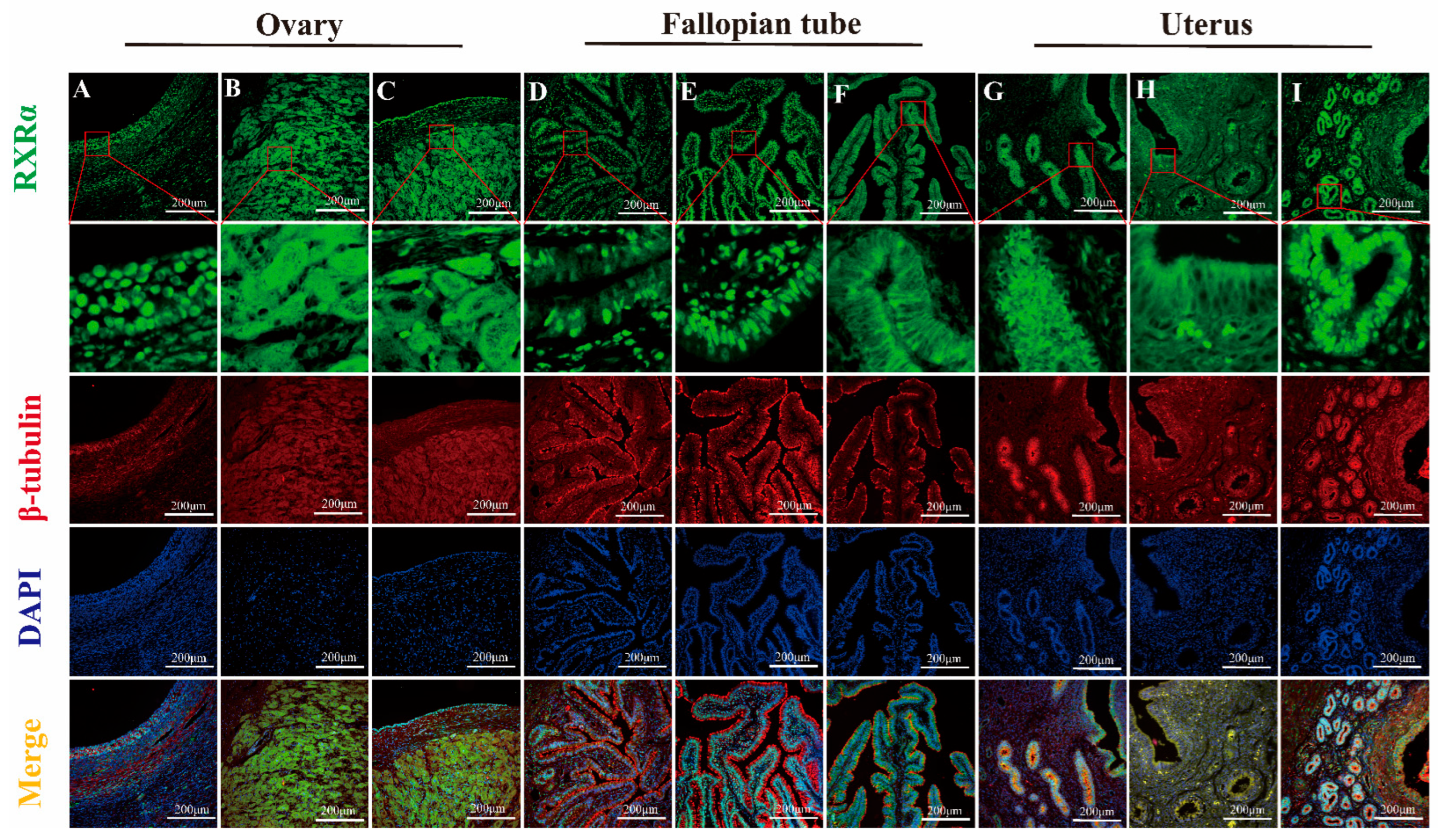 Animals 15 02814 g010 Animals 15 02814 g010