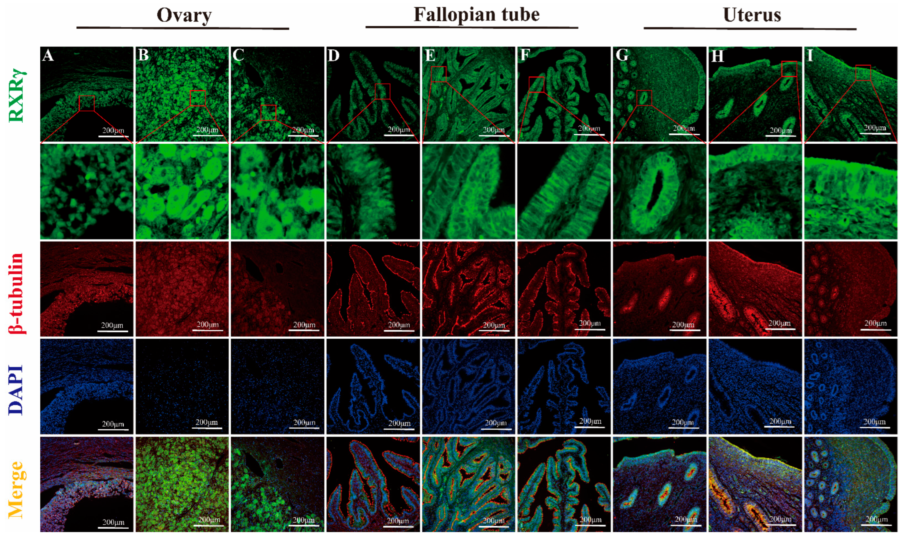 Animals 15 02814 g012 Animals 15 02814 g012