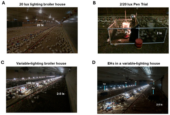 Effectual Environmental Enrichments for Commercial Broiler