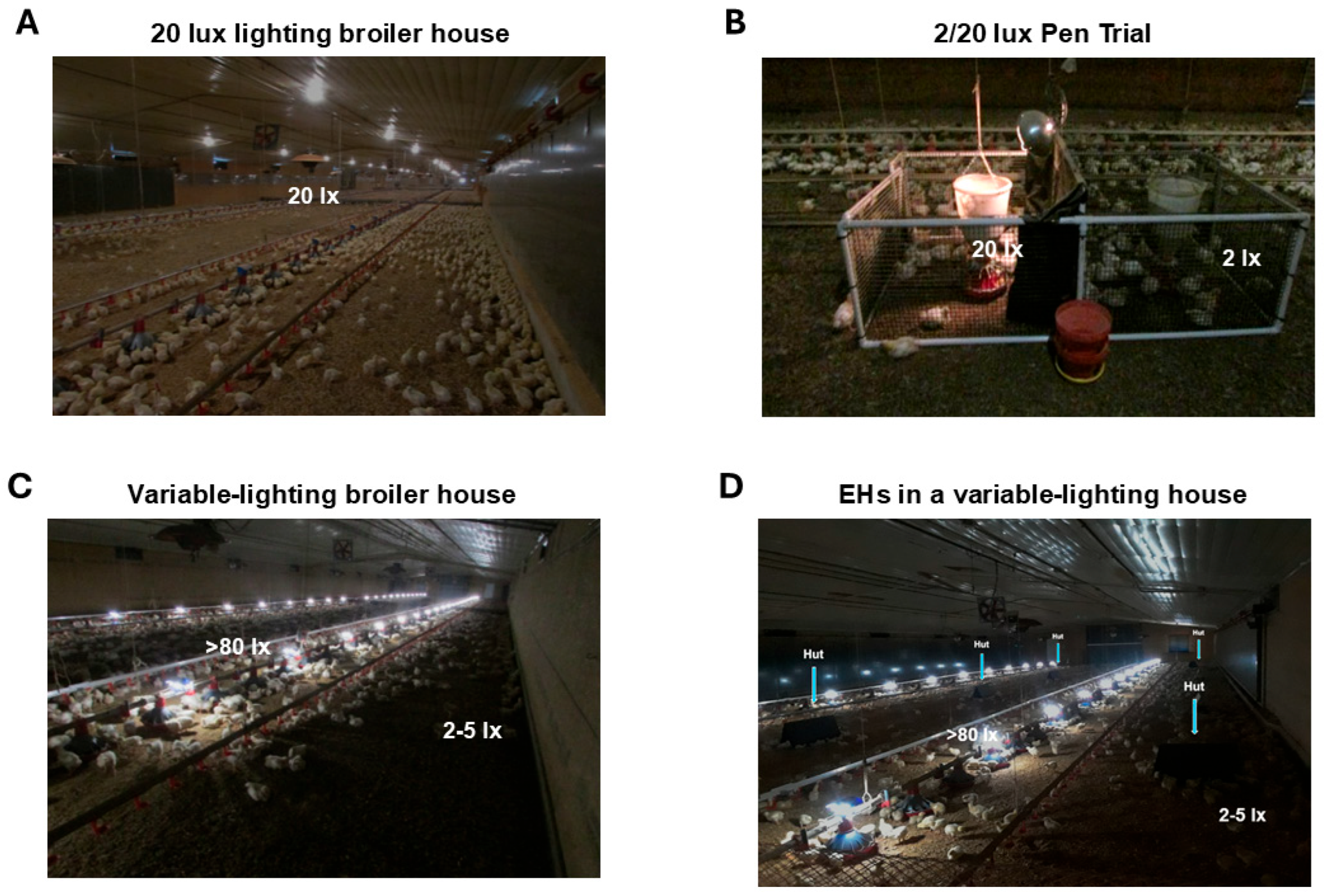 ハウス Effectual Environmental Enrichments for Commercial Broiler