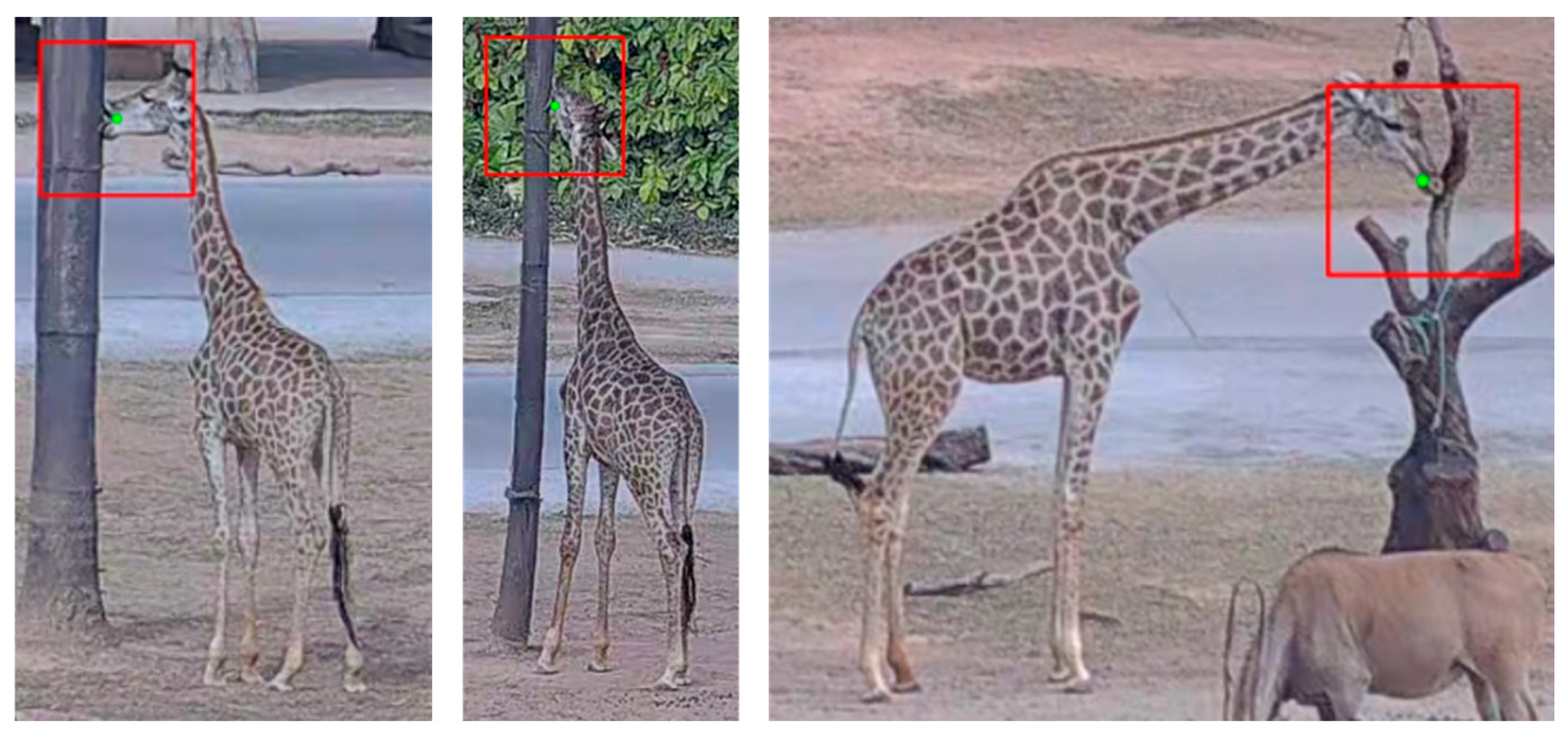 Animals 15 02833 g004