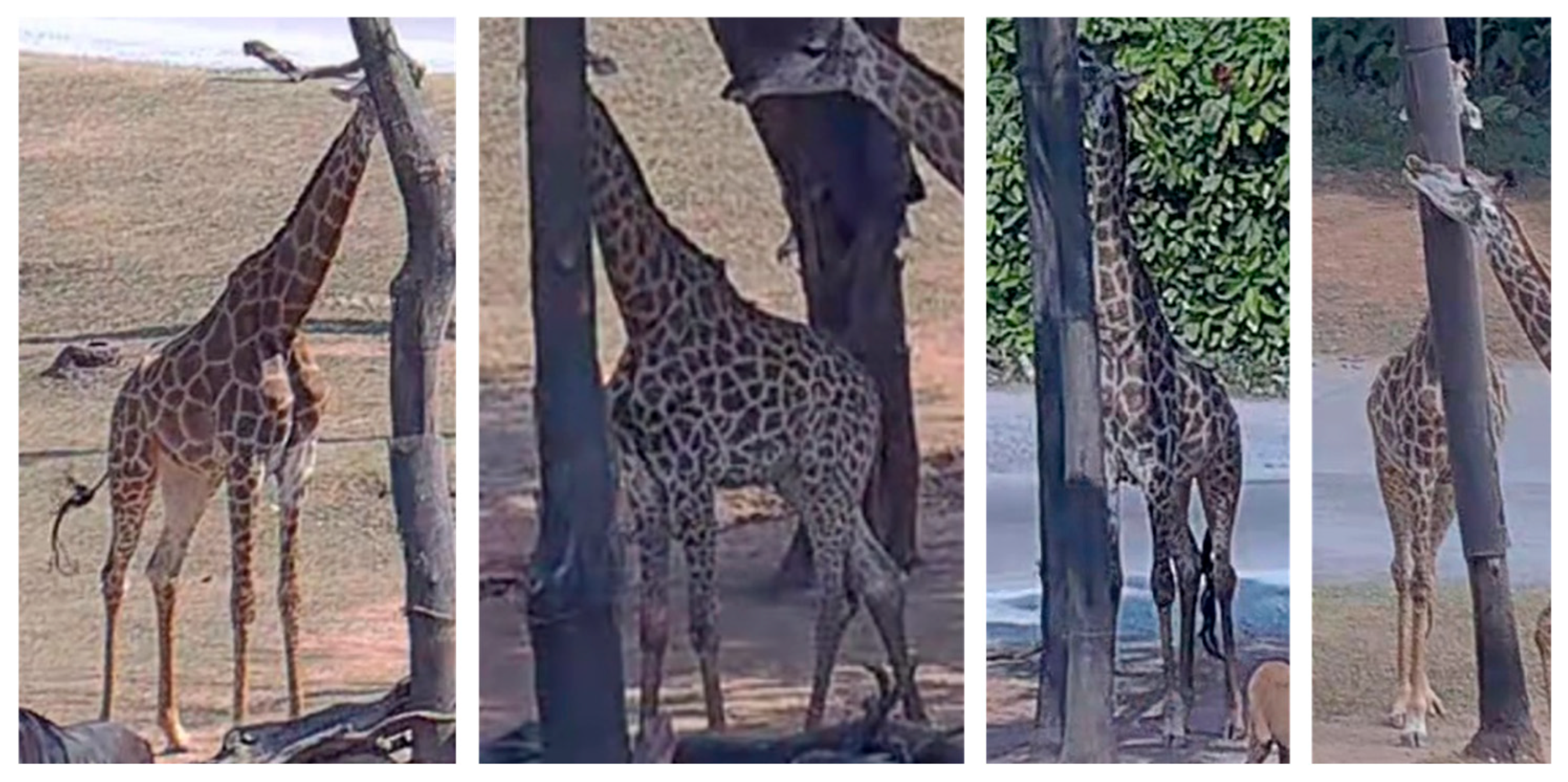 Animals 15 02833 g012