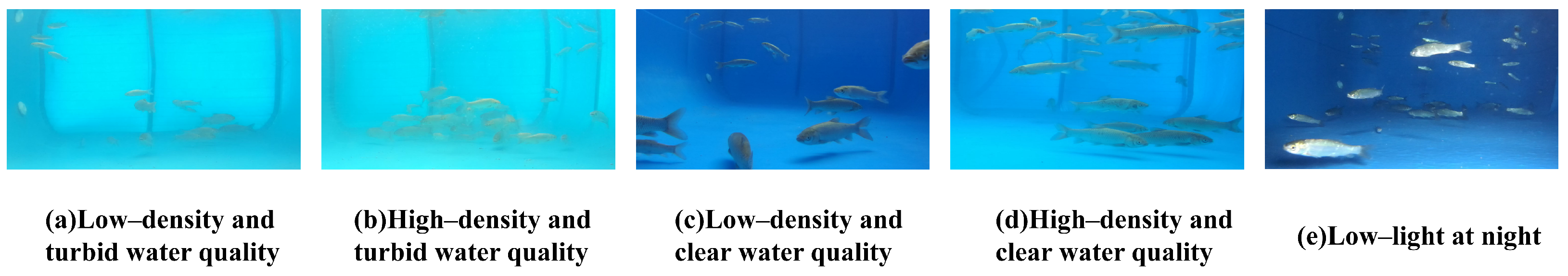 Animals 15 02862 g003