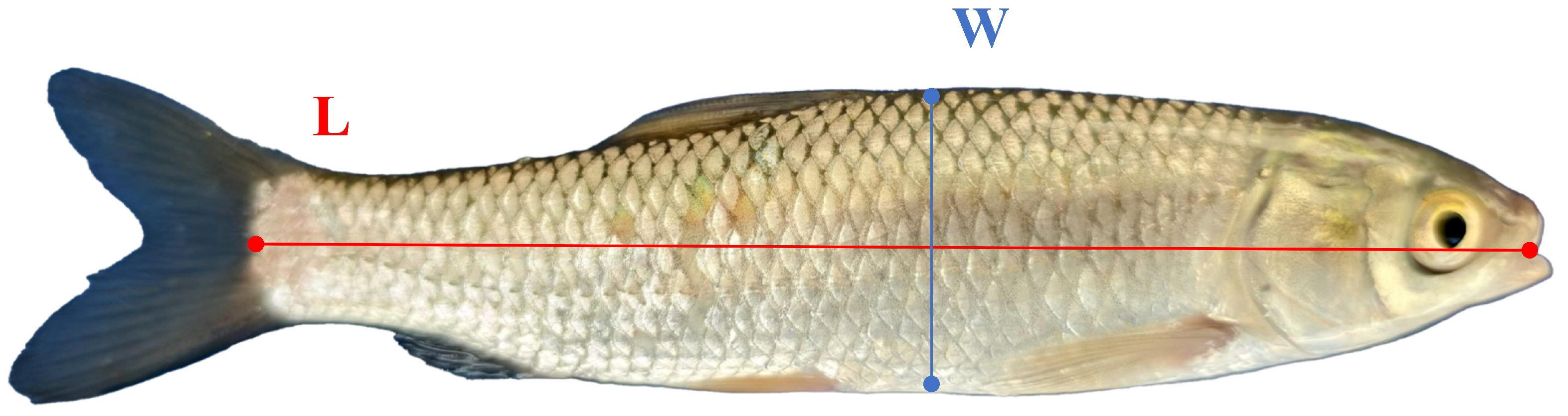 Animals 15 02862 g010