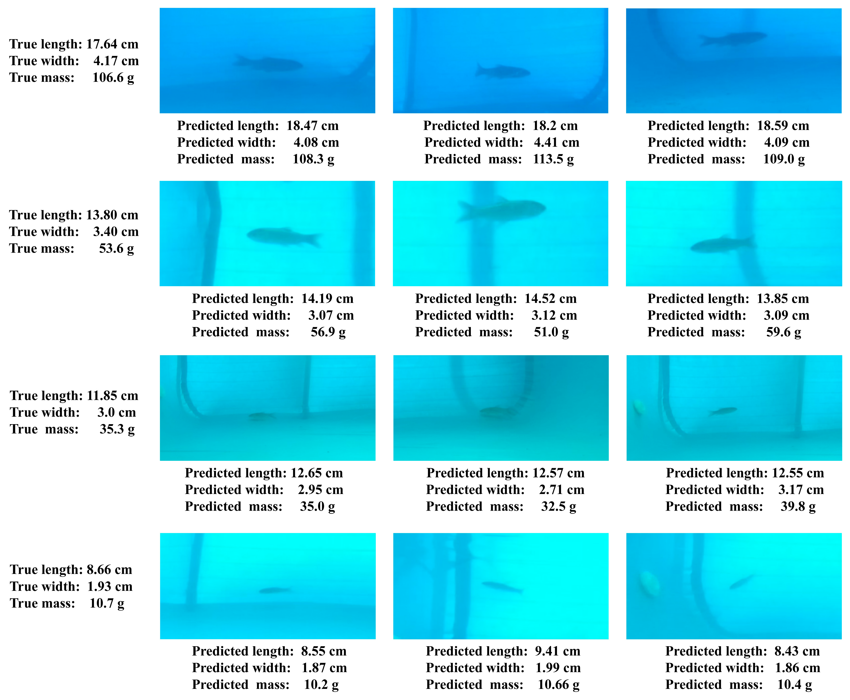 Animals 15 02862 g016